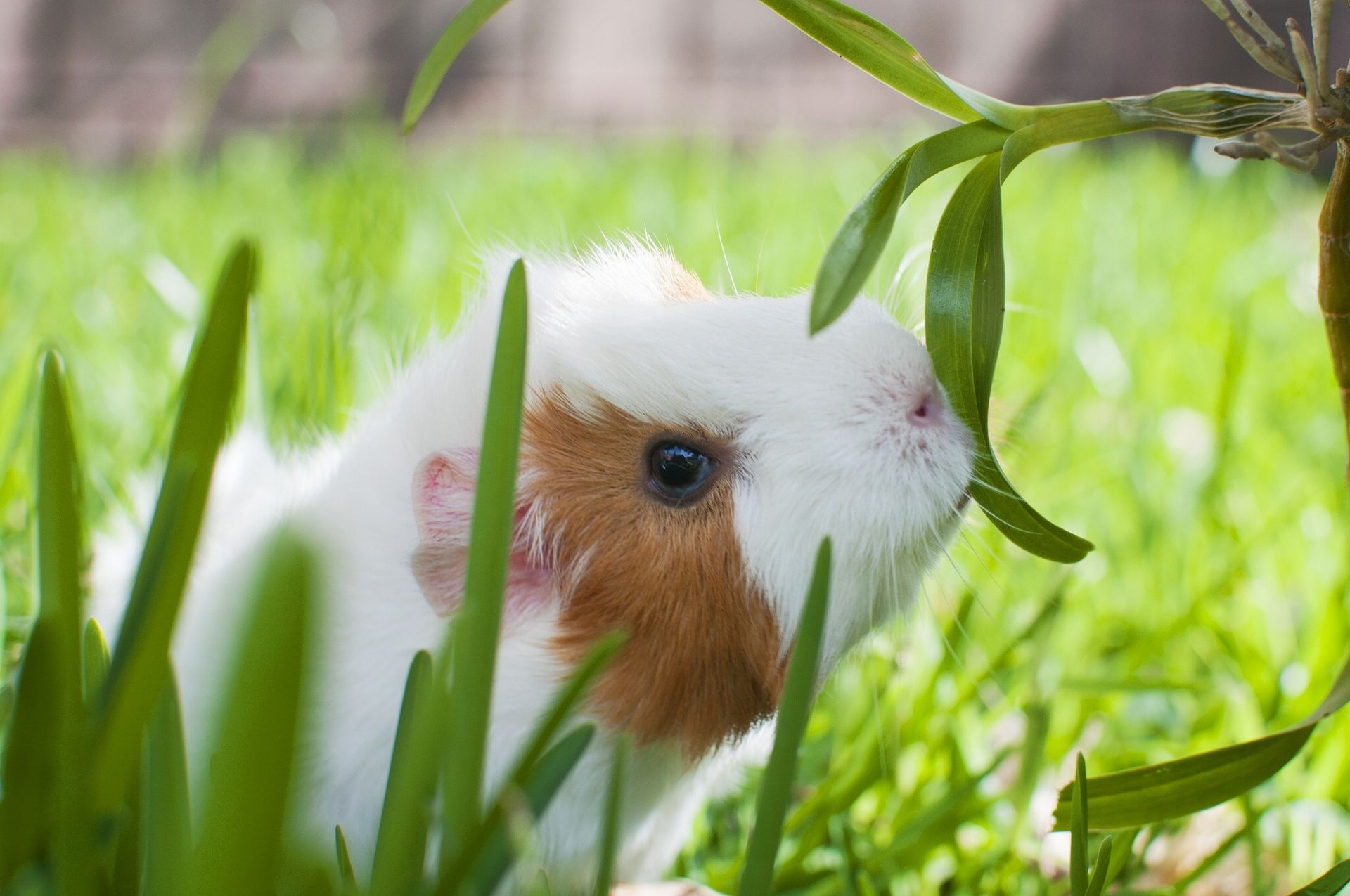 Guinea Pig Background for Computer. Guinea Pig March Wallpaper, Guinea Pig Wallpaper and Papua New Guinea Wallpaper