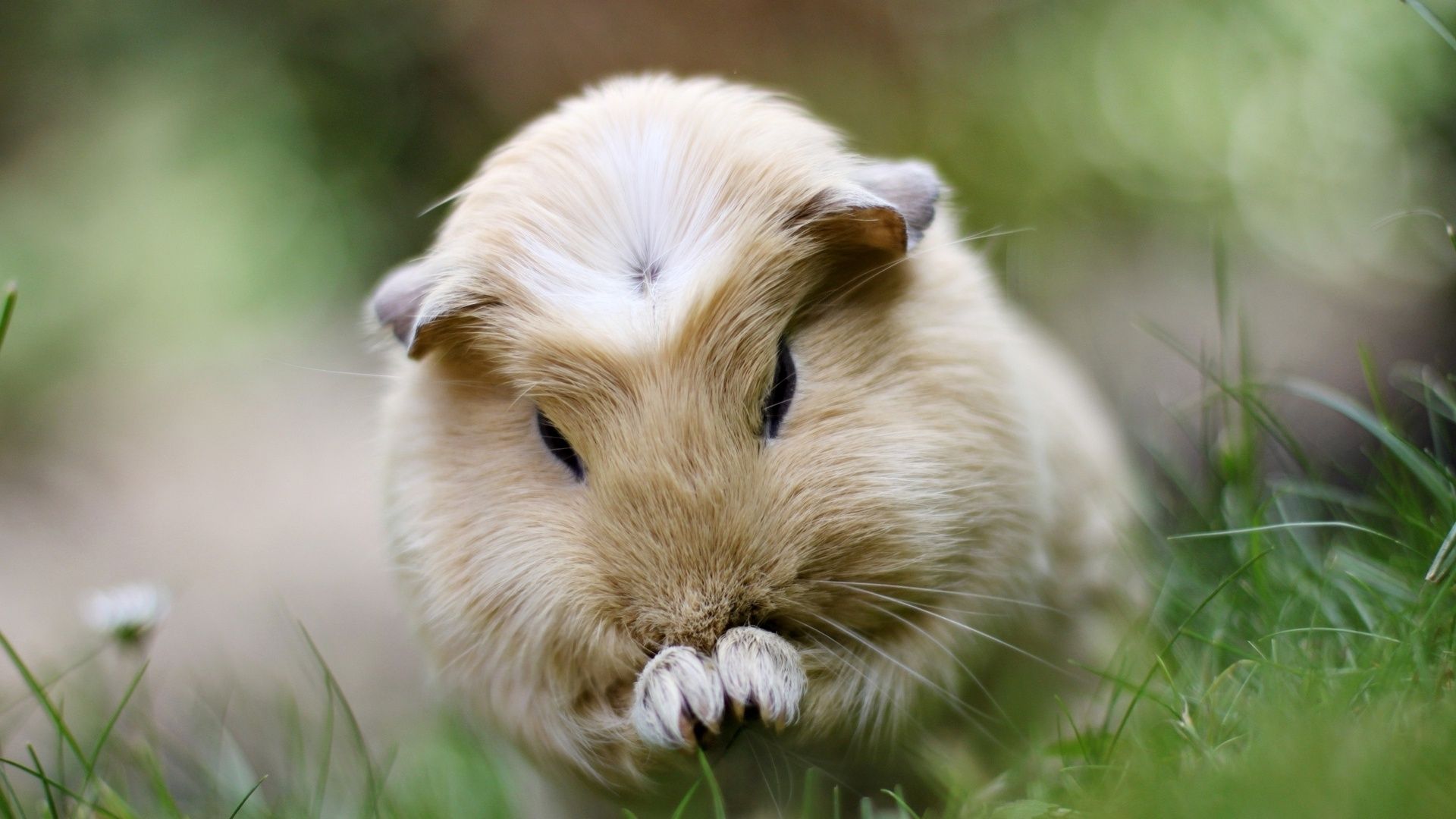 Guinea Pig Wallpaper. Guinea Pig March Wallpaper, Guinea Pig Wallpaper and Papua New Guinea Wallpaper