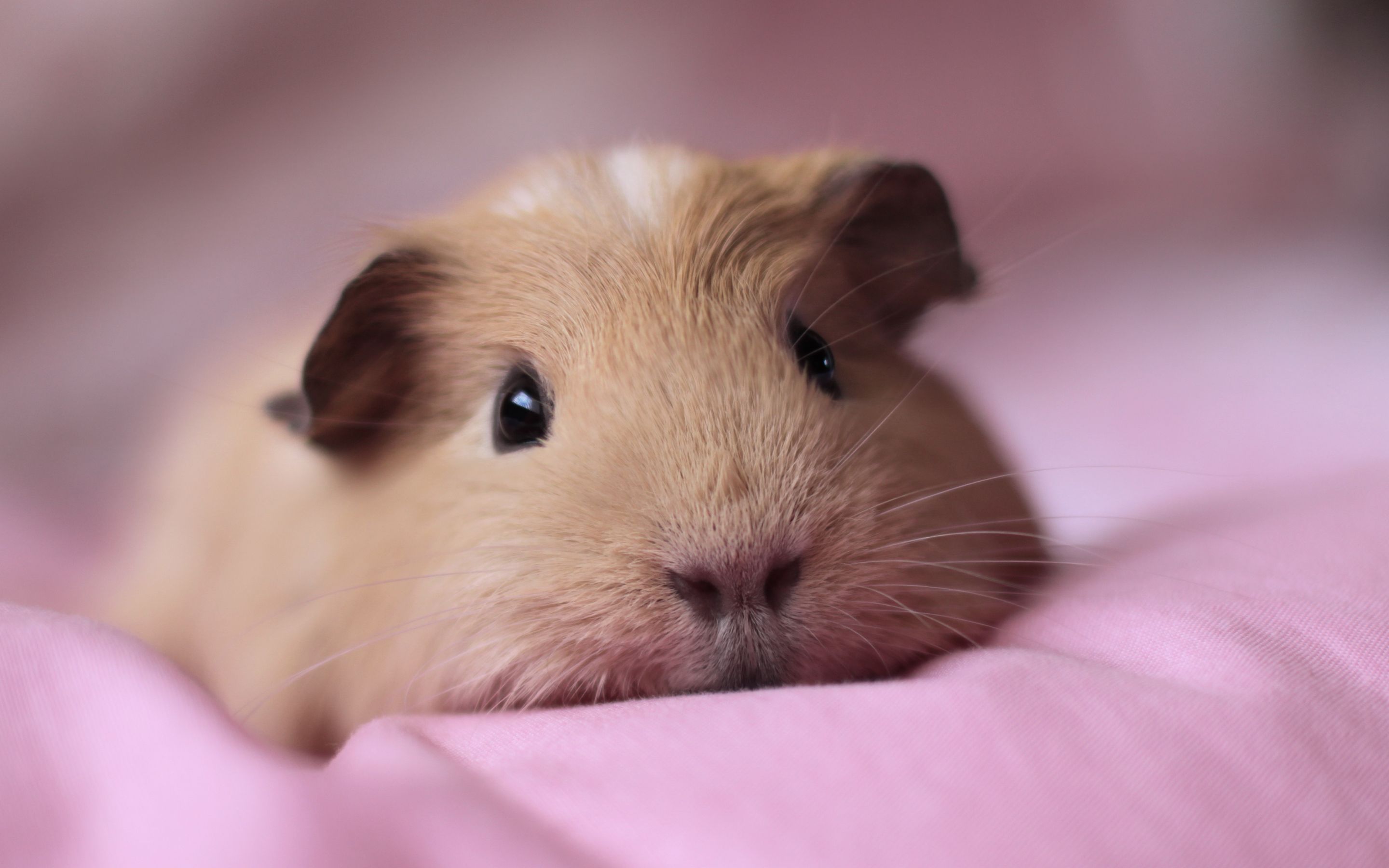 guinea pig lovely Desktop Wallpaperk HD