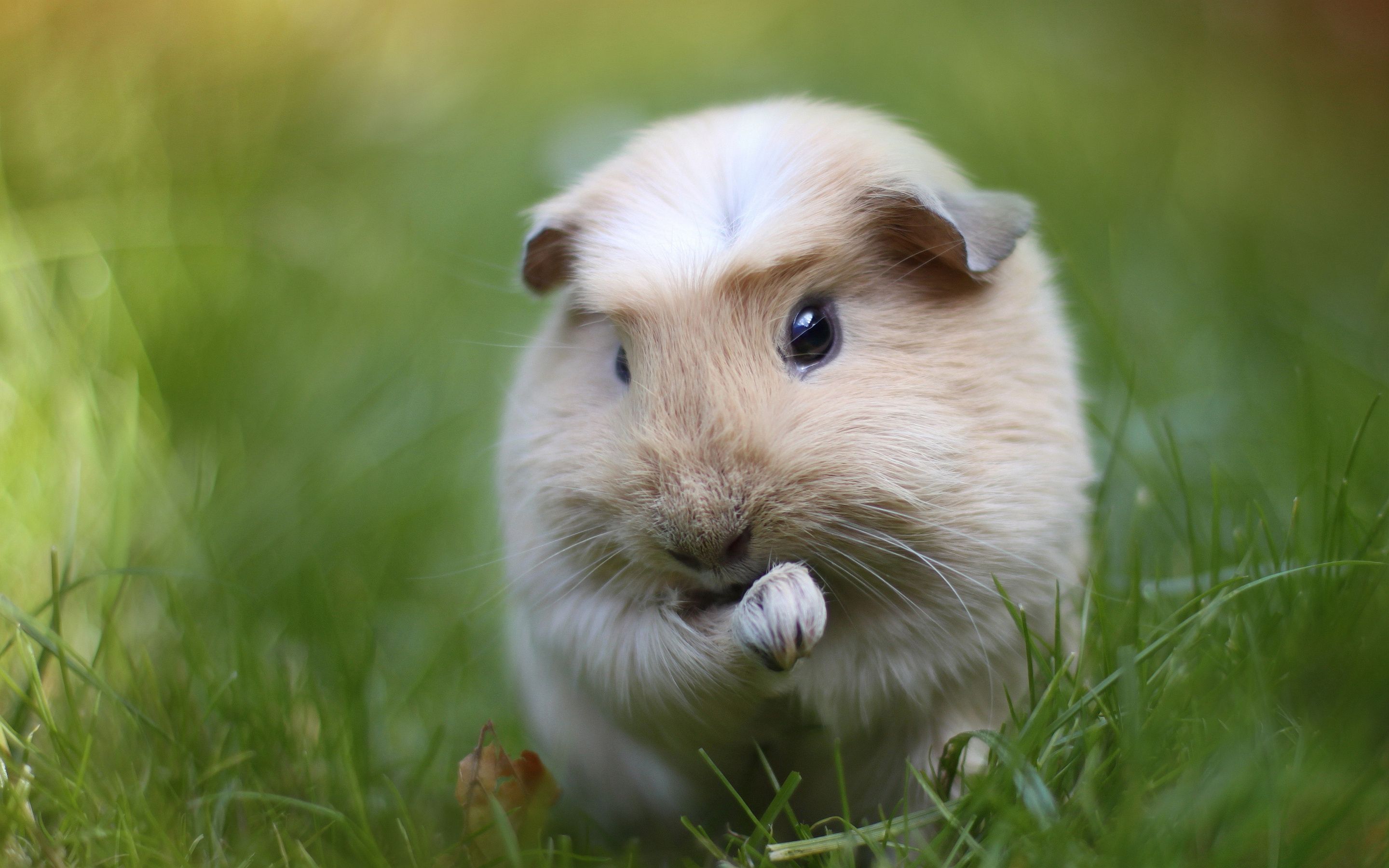 Guinea Pig For Desktop
