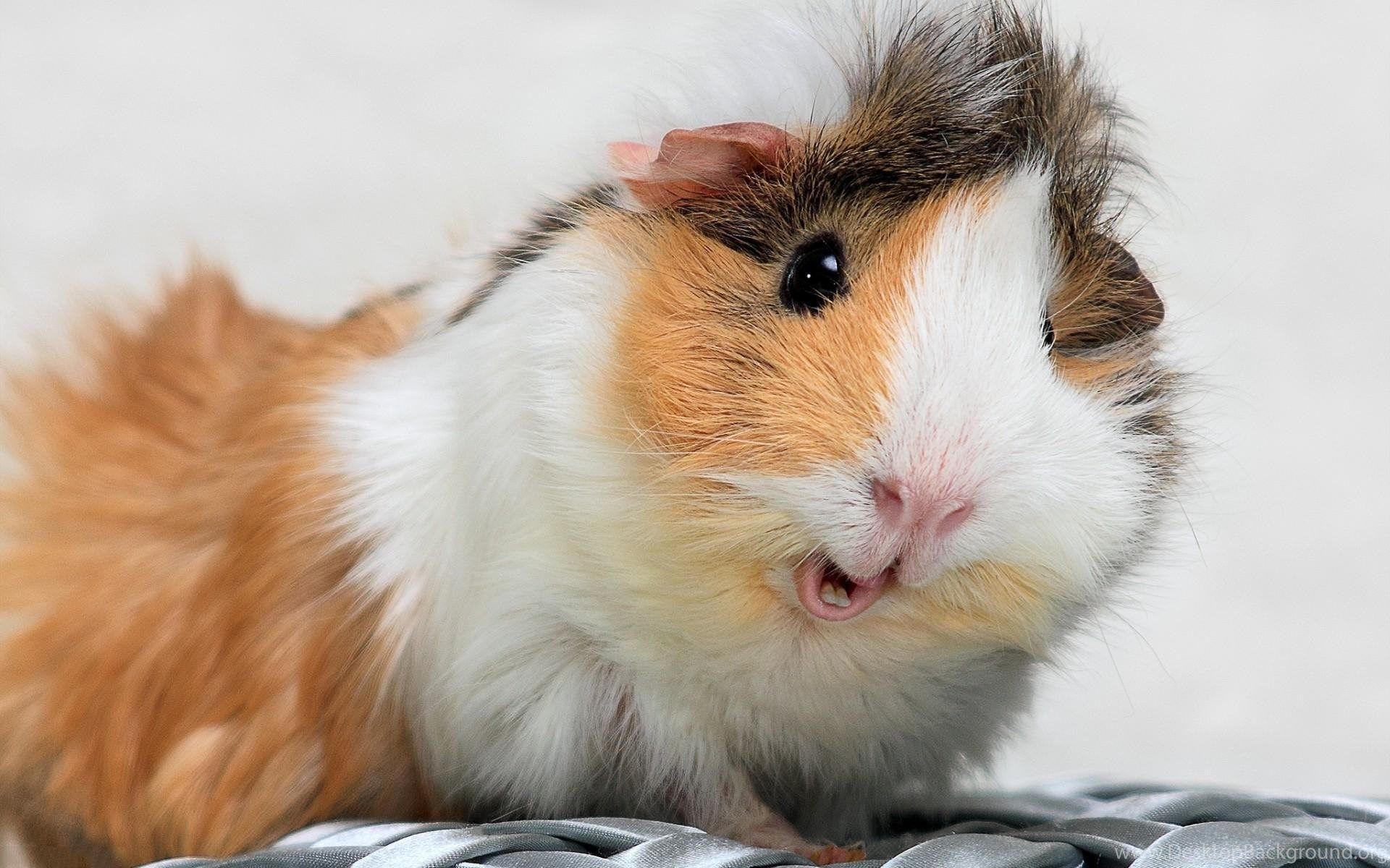 Guinea Pig Spotted Furry HD Wallpaper Desktop Background