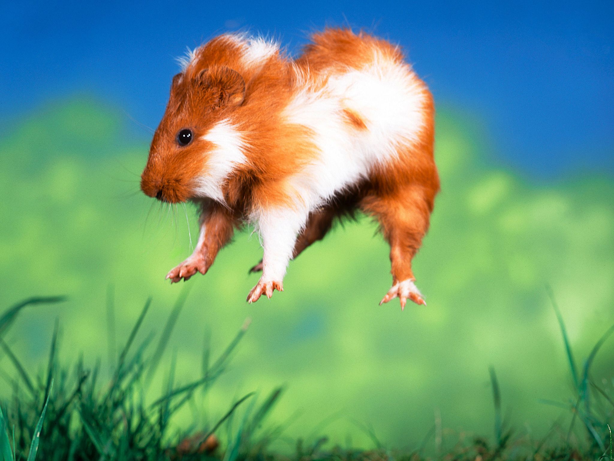 Guinea Pig wallpaper, Animal, HQ Guinea Pig pictureK Wallpaper 2019