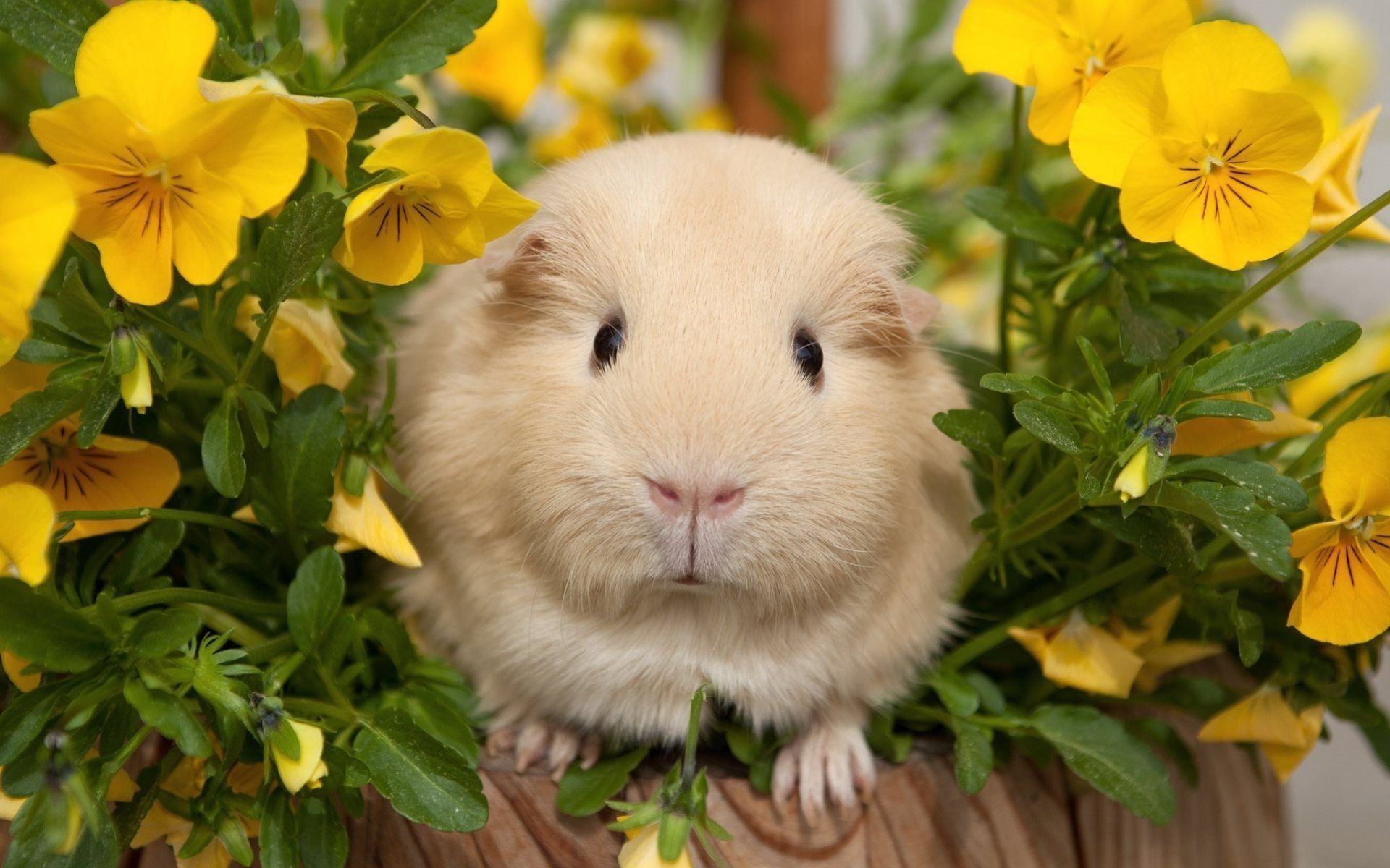 Download wallpaper flowers, guinea pig, guinea pigs for desktop with resolution 1920x1200. High Quality HD picture wallpaper