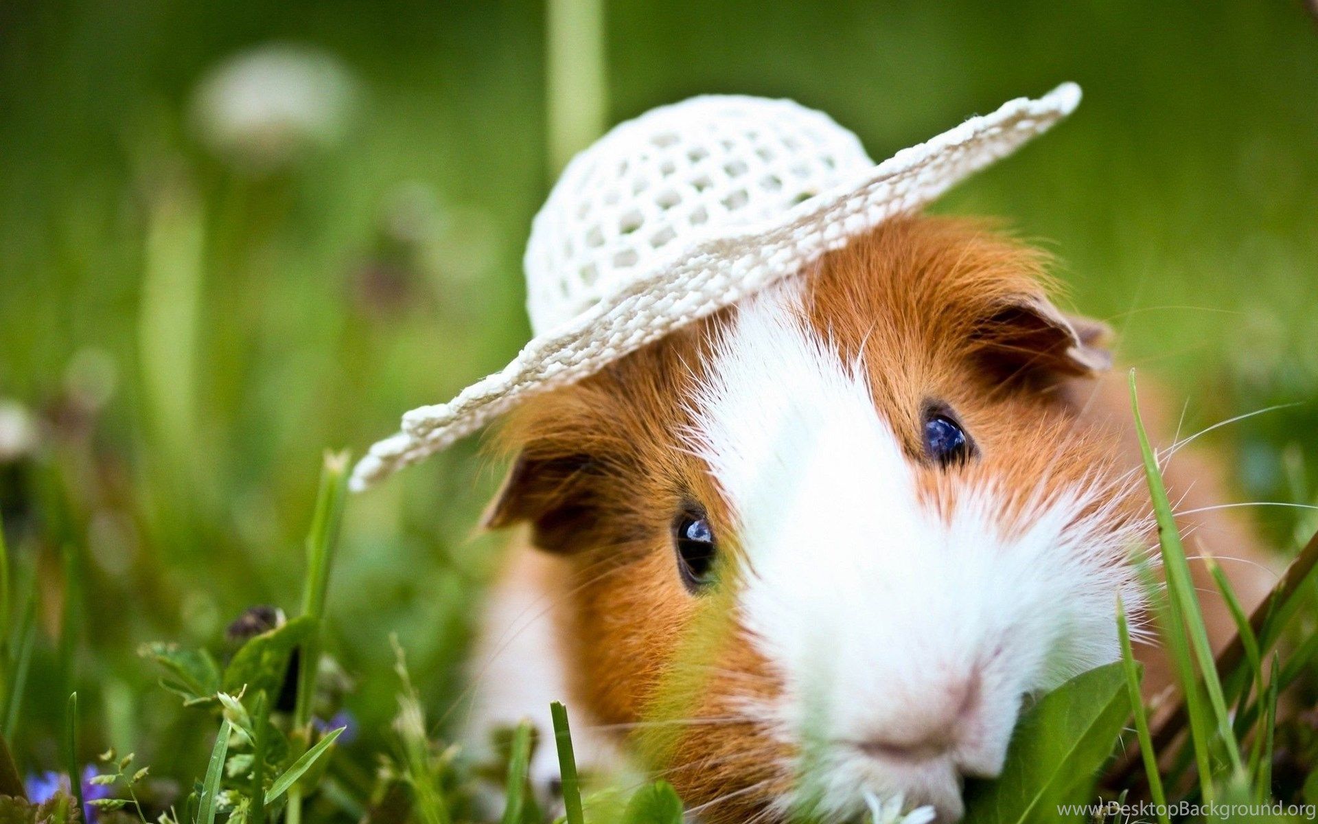 Guinea Pig Computer Wallpaper, Desktop Background Desktop Background
