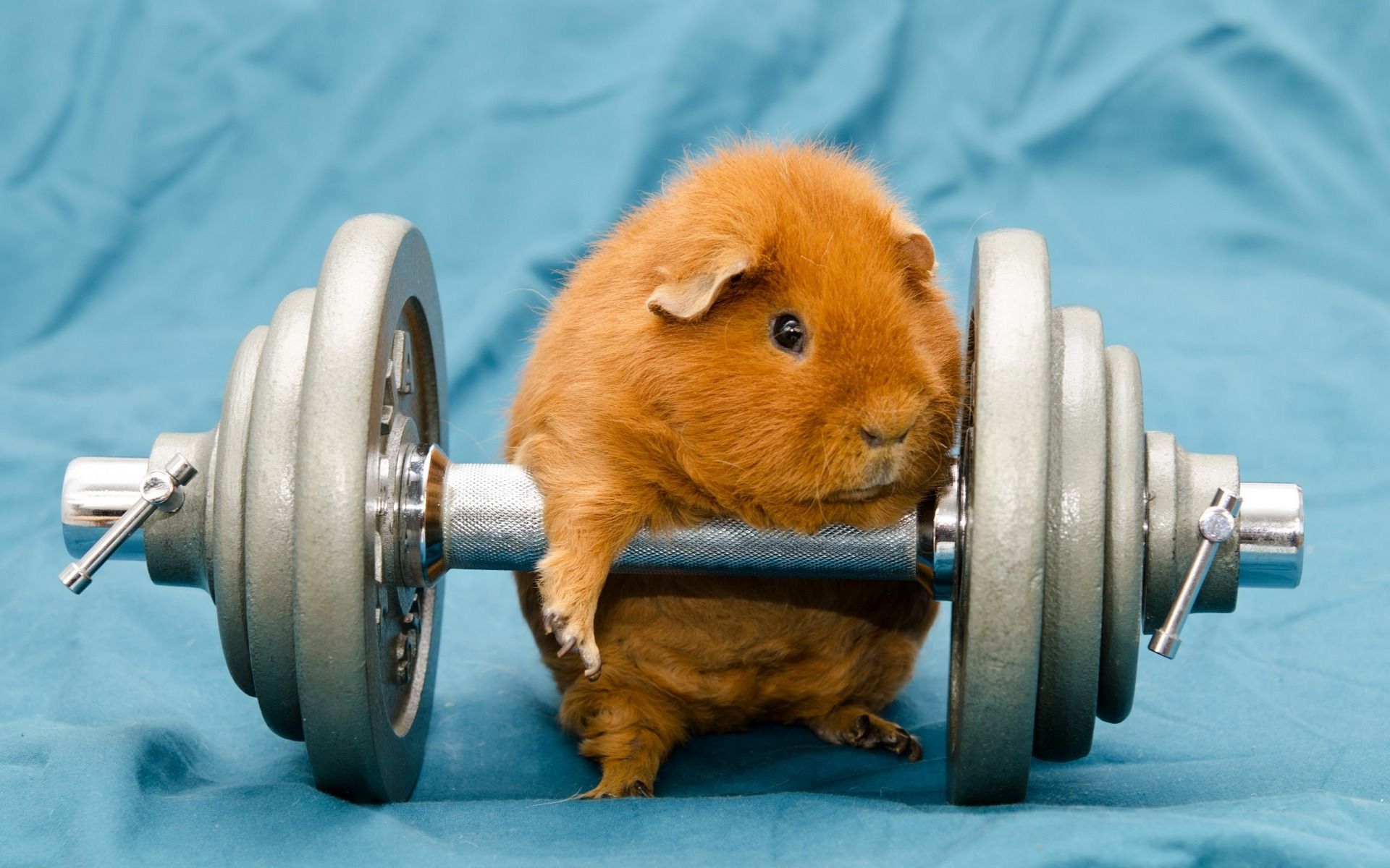 Guinea Pig Dumb Bell desktop PC and Mac wallpaper