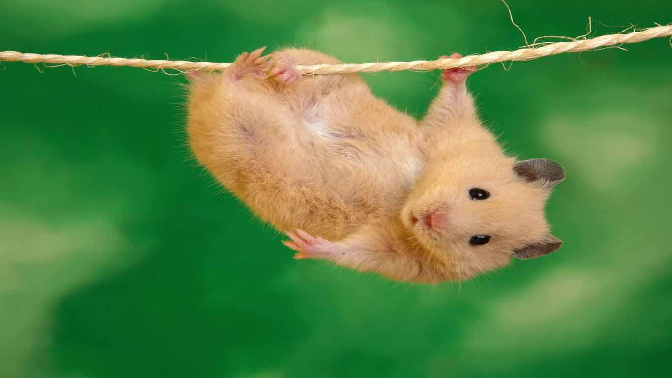 Guinea Pig Wallpaper Pretty HD Wallpaper