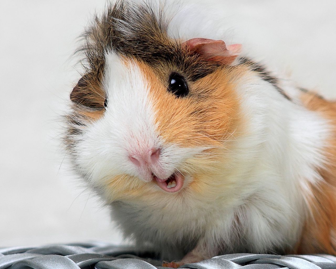 Download wallpaper 1280x1024 guinea pig, spotted, furry standard 5:4 HD background