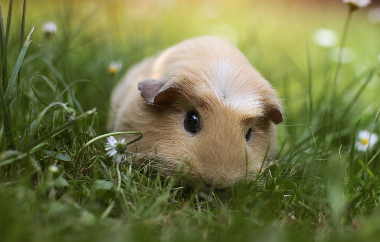 Wallpaper grass, animal, Guinea pig image for desktop, section животные