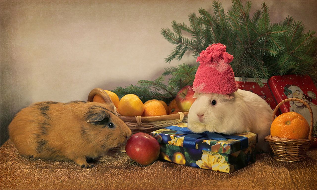 Desktop Wallpaper cavy Christmas 2 Mandarine Winter hat Gifts