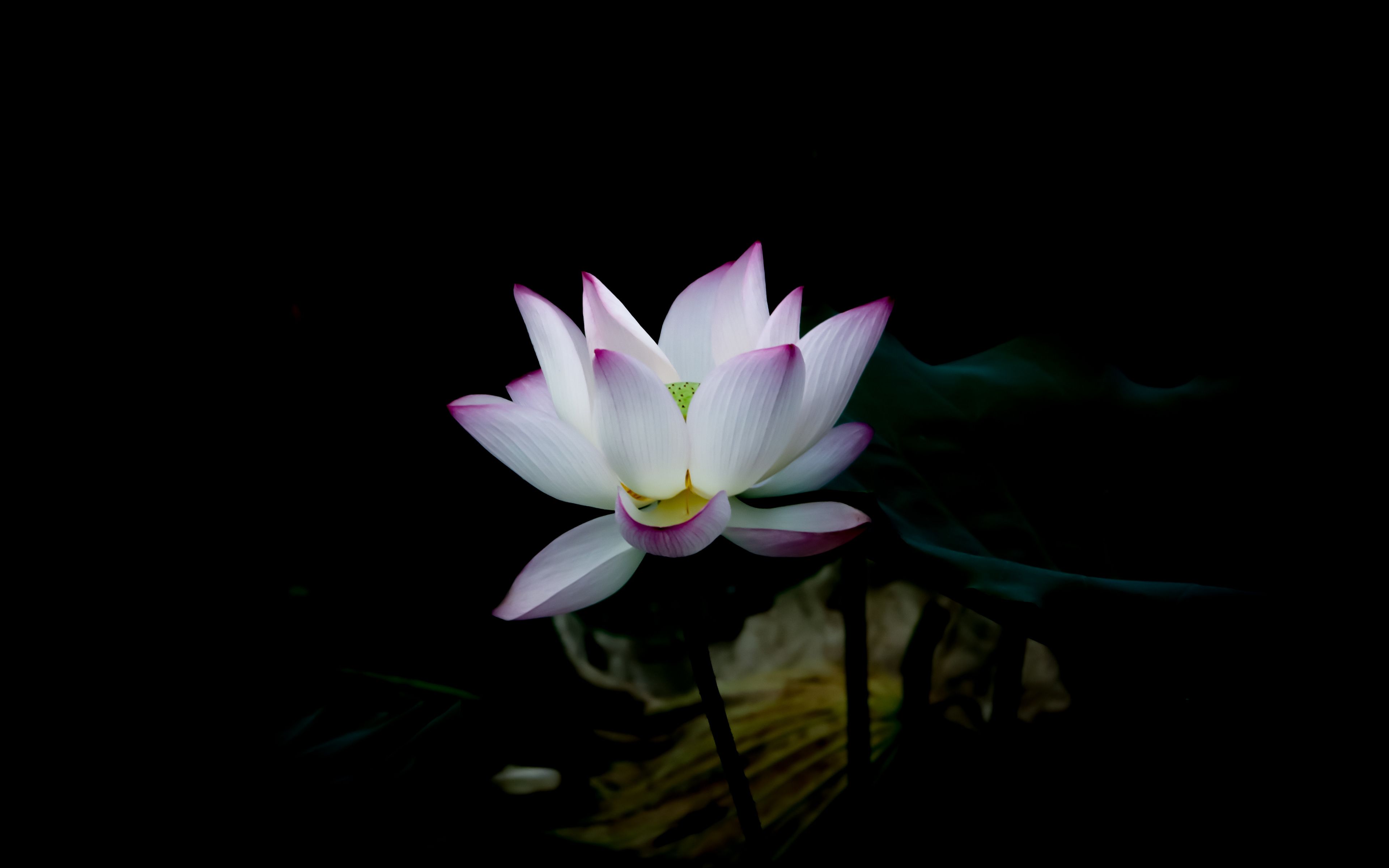 Download White lotus, dark, bloom wallpaper, 3840x 4K Ultra HD 16: Widescreen