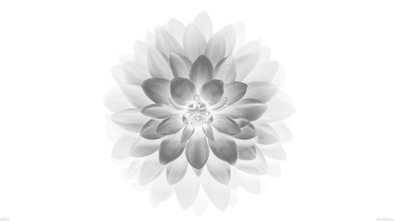 Apple White Lotus Iphone6 Plus Ios8 Flower
