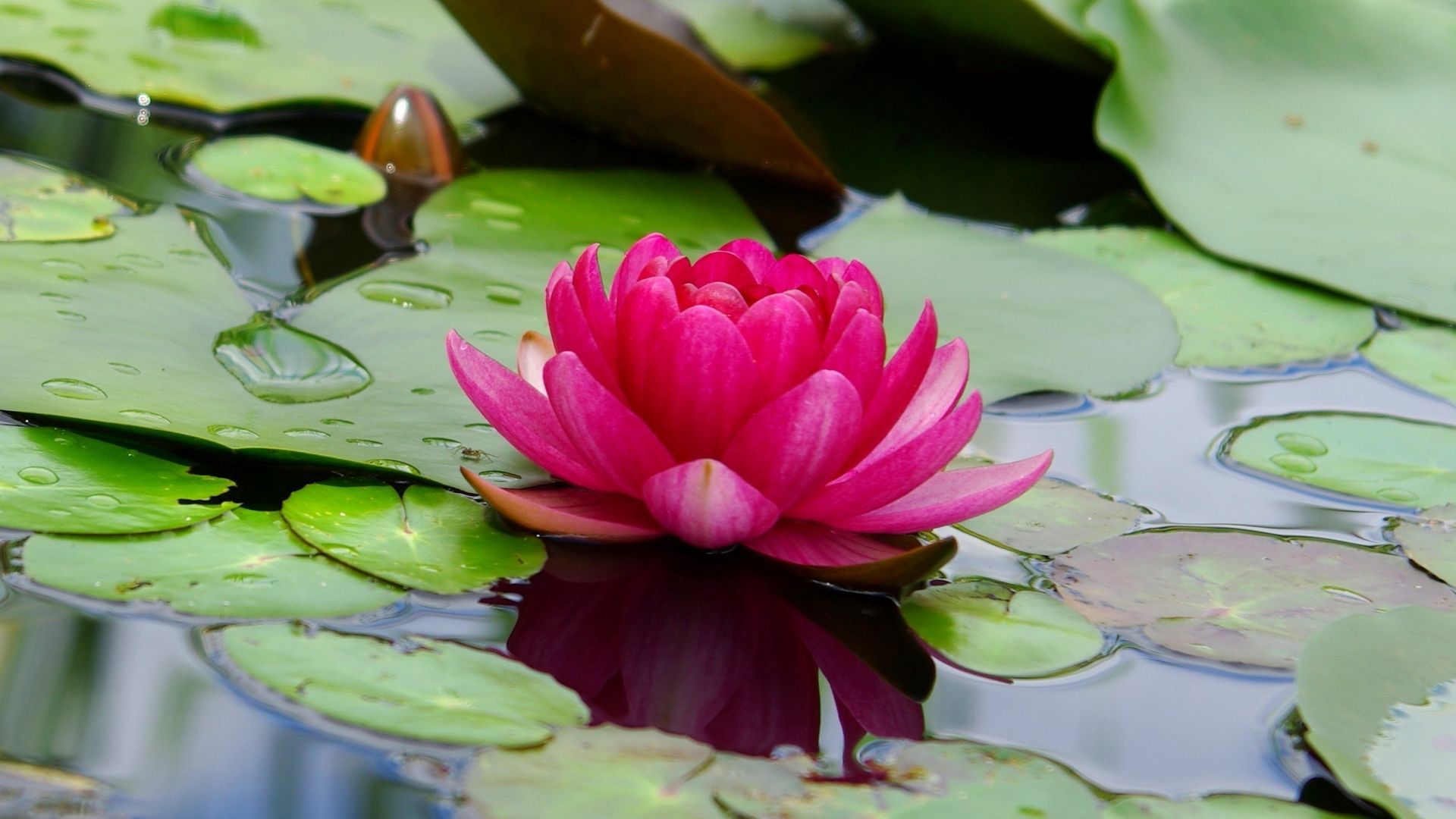 Desktop wallpaper lotus, flower, pink, leaf, lake, HD image, picture, background, 3Dfdcb