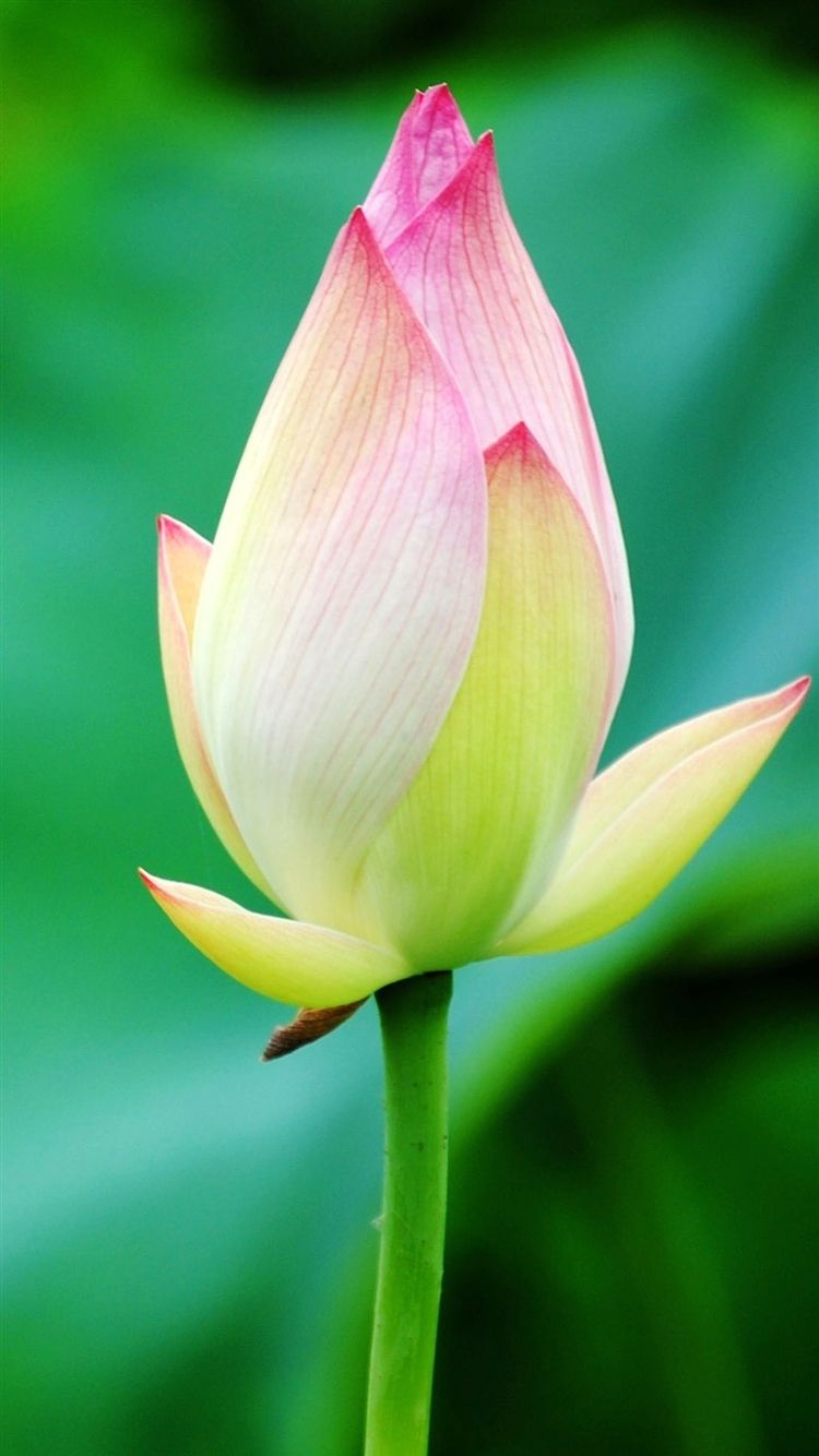Pure Beautiful Lotus Flower Bud Macro Bokeh Free Download Wallpaper for Phone