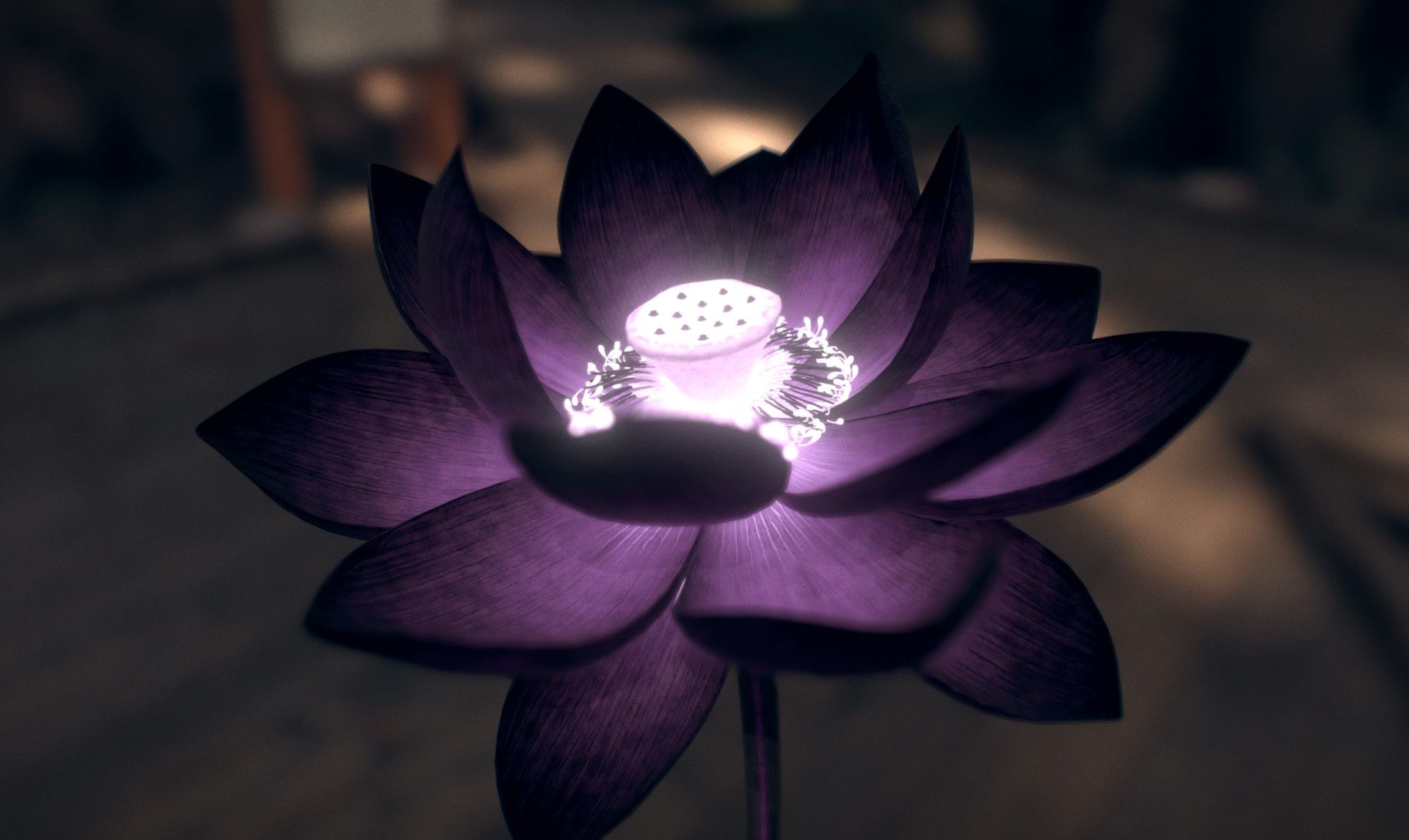 black lotus flower (1920*1145)