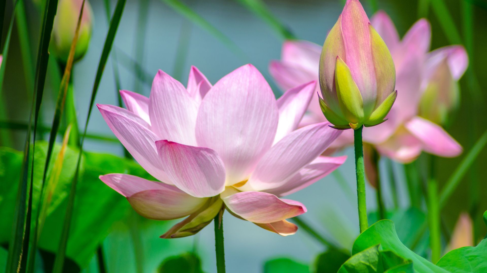 Desktop Wallpaper Lotus, Flowers, Pink, Bud, HD Image, Picture, Background, B0c615