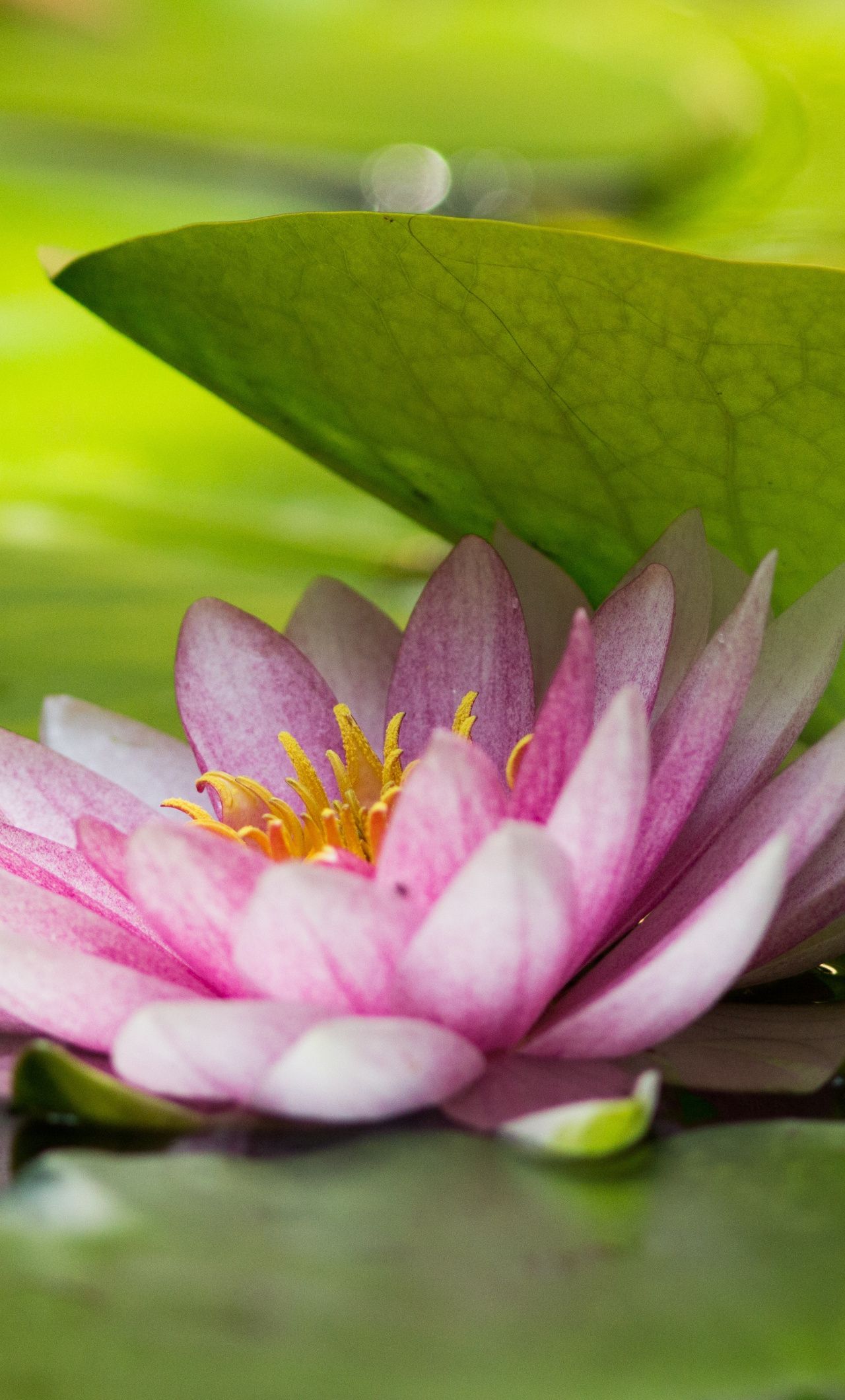 Download Green leaf and pink lotus, flower wallpaper, 1280x iPhone 6 Plus