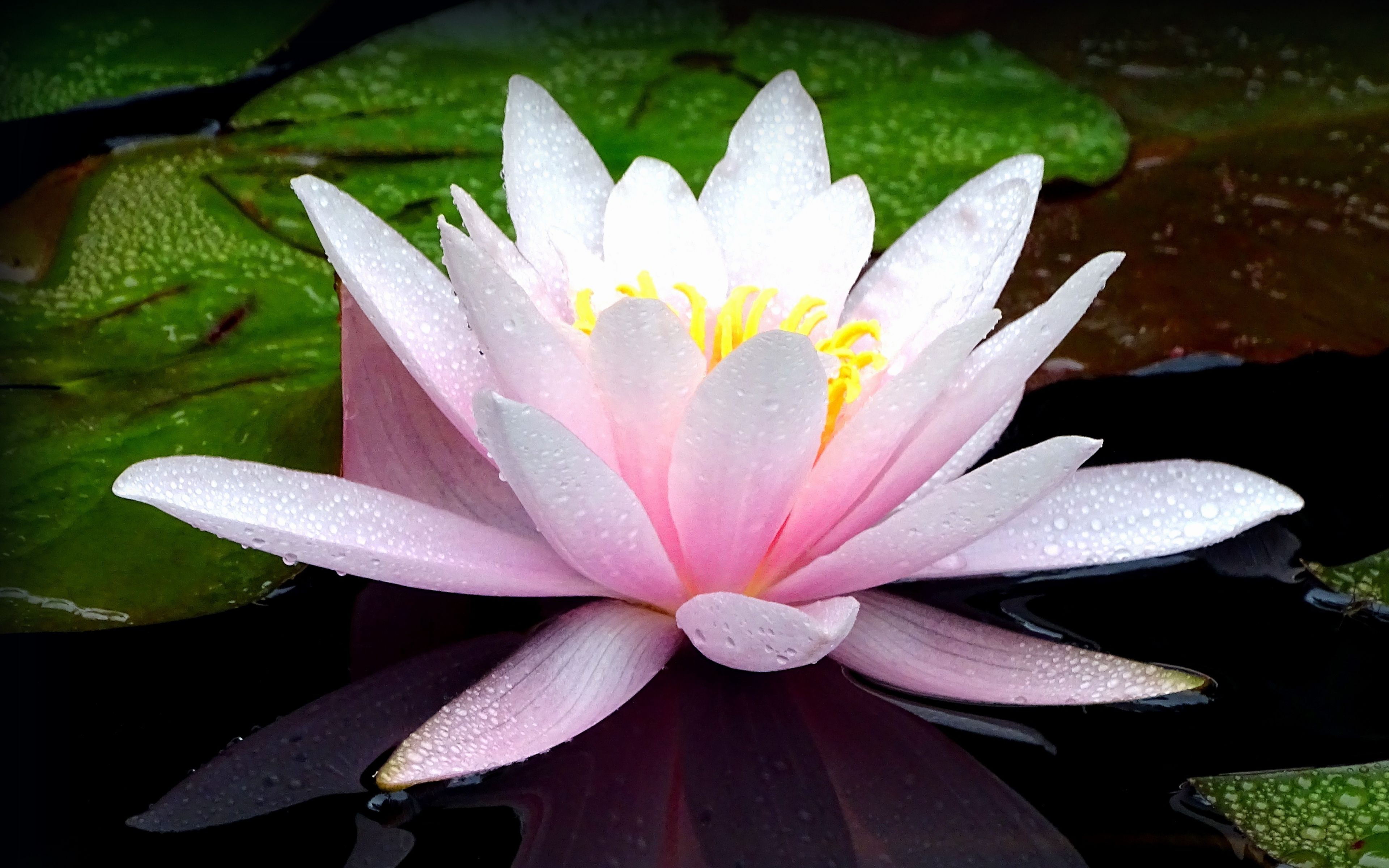 Download 3840x2400 wallpaper pink flower, lotus, flower, lake, bloom, water drops, 4k, ultra HD 16: widescreen, 3840x2400 HD image, background, 9512