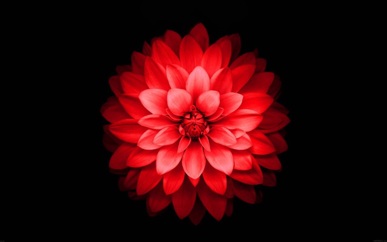 Download 1280x800 iPhone 6 Plus Red Lotus Flower Retina Wallpaper
