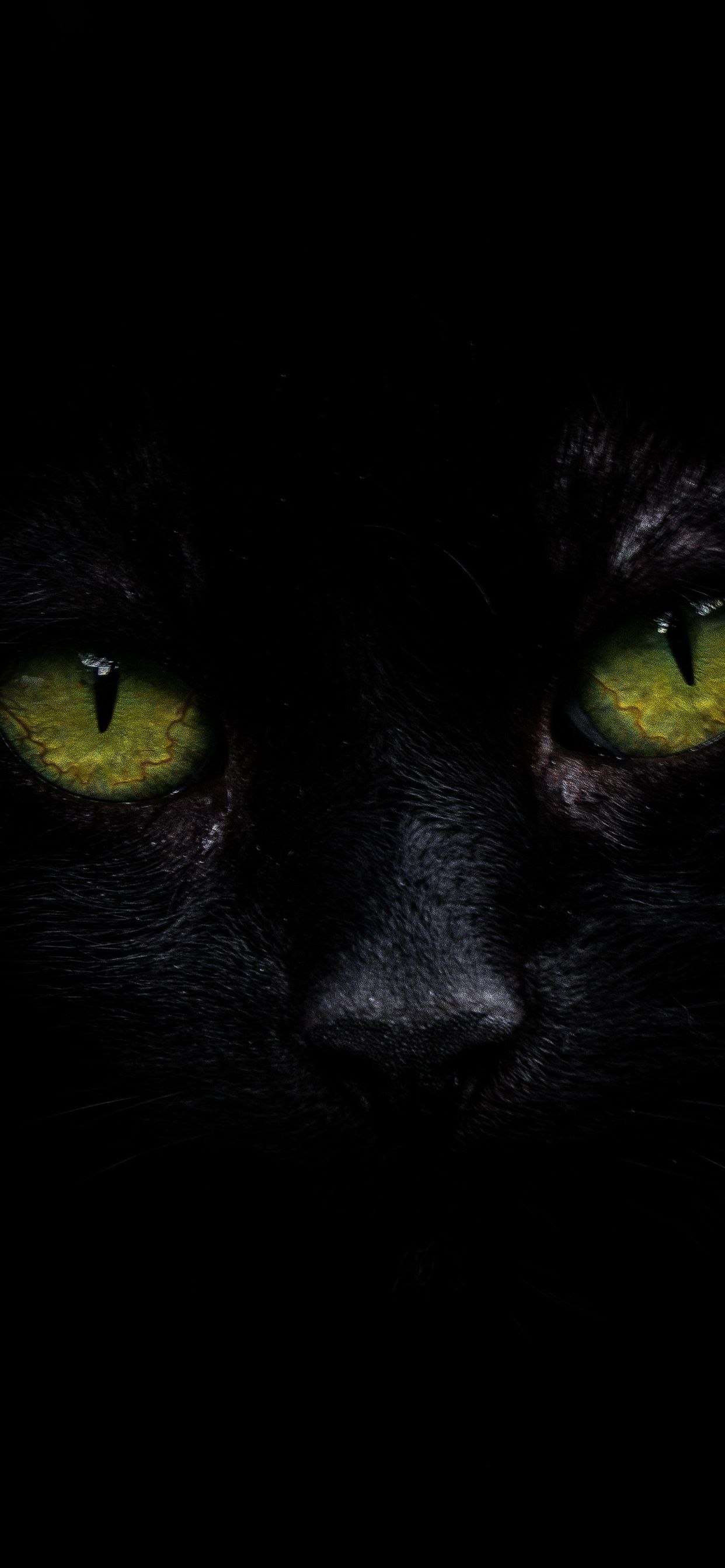 Cat Oled 5k iPhone XS MAX HD 4k Wallpaper, Image, Background, Photo and Picture