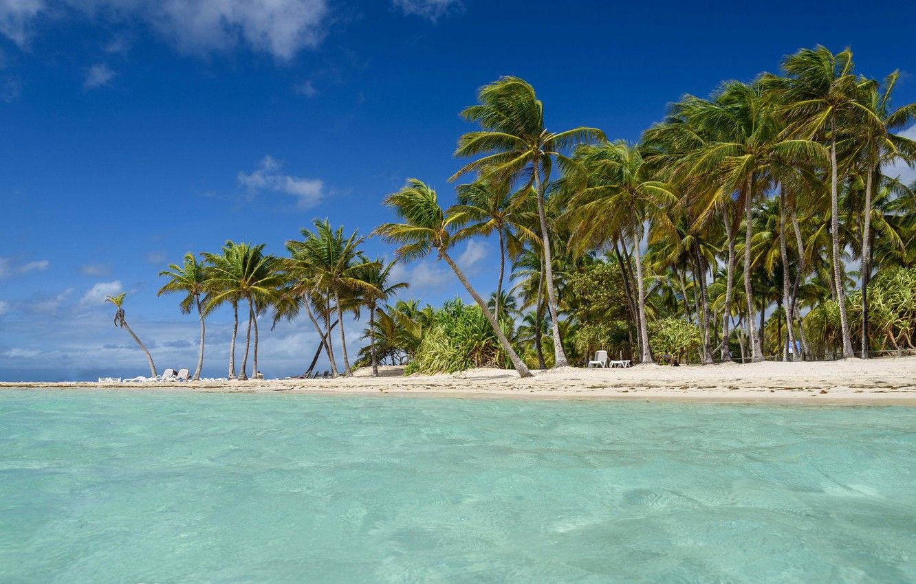 Wallpaper palm trees, The Caribbean sea, Guadeloupe image for desktop, section природа