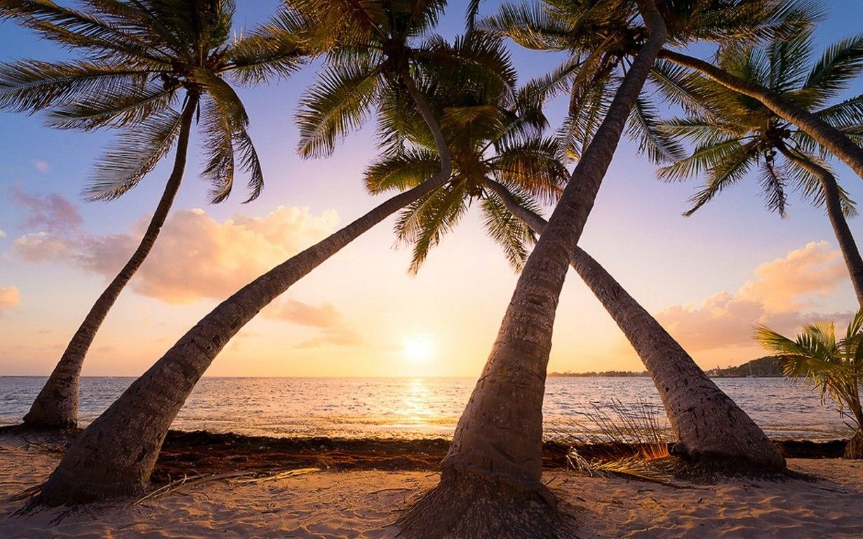 nature, Landscape, Beach, Sunrise, Palm Trees, Sea, Sand, Tropical, Caribbean, Guadeloupe Island, Summer, Vacations Wallpaper HD / Desktop and Mobile Background