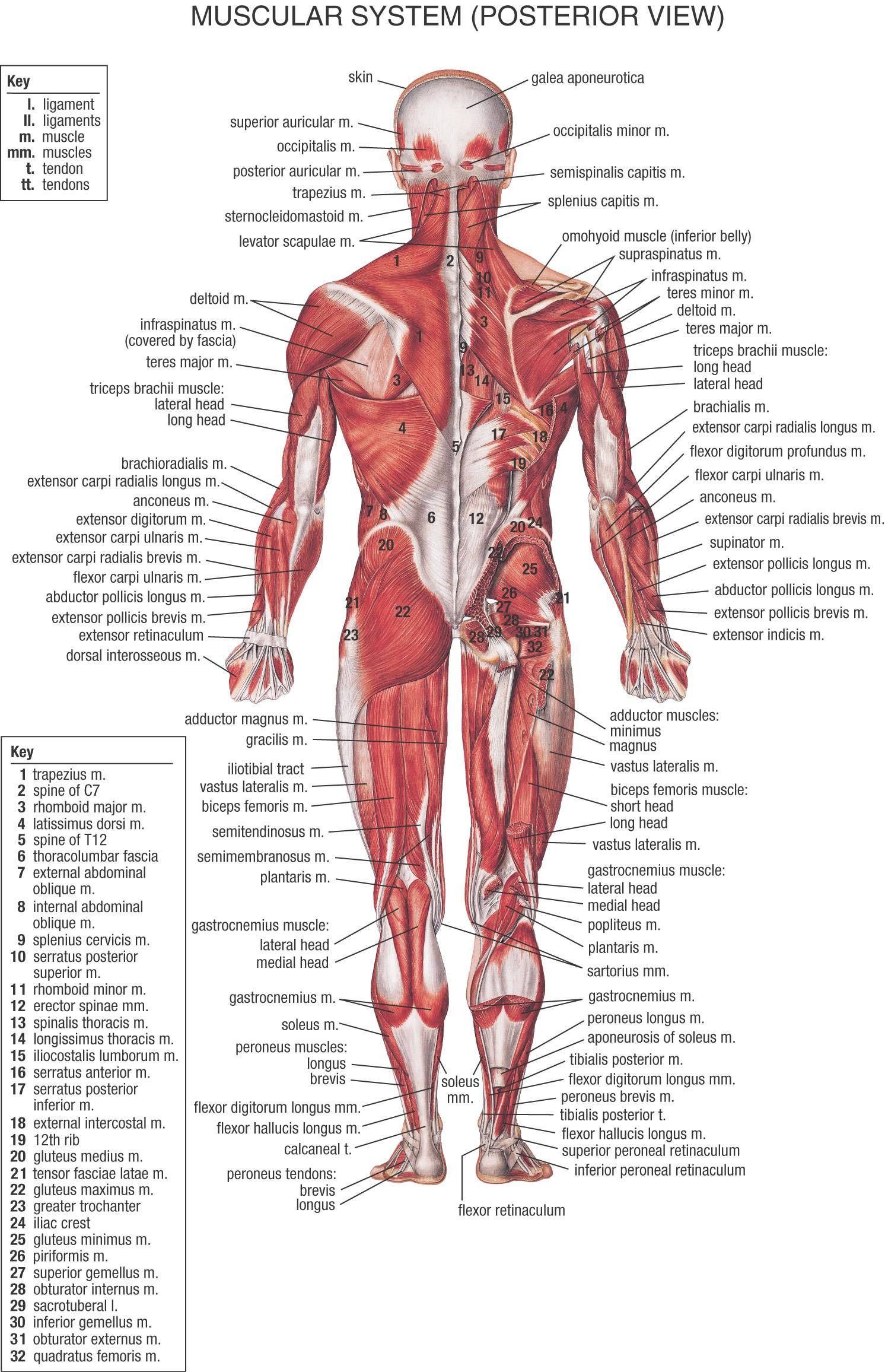 Free download Human Body Wallpaper - [1492x2312] for your Desktop, Mobile & Tablet. Explore Parts of Wallpaper. Parts of Wallpaper, Wallpaper Steamer Parts, Warner Wallpaper Steamer Parts