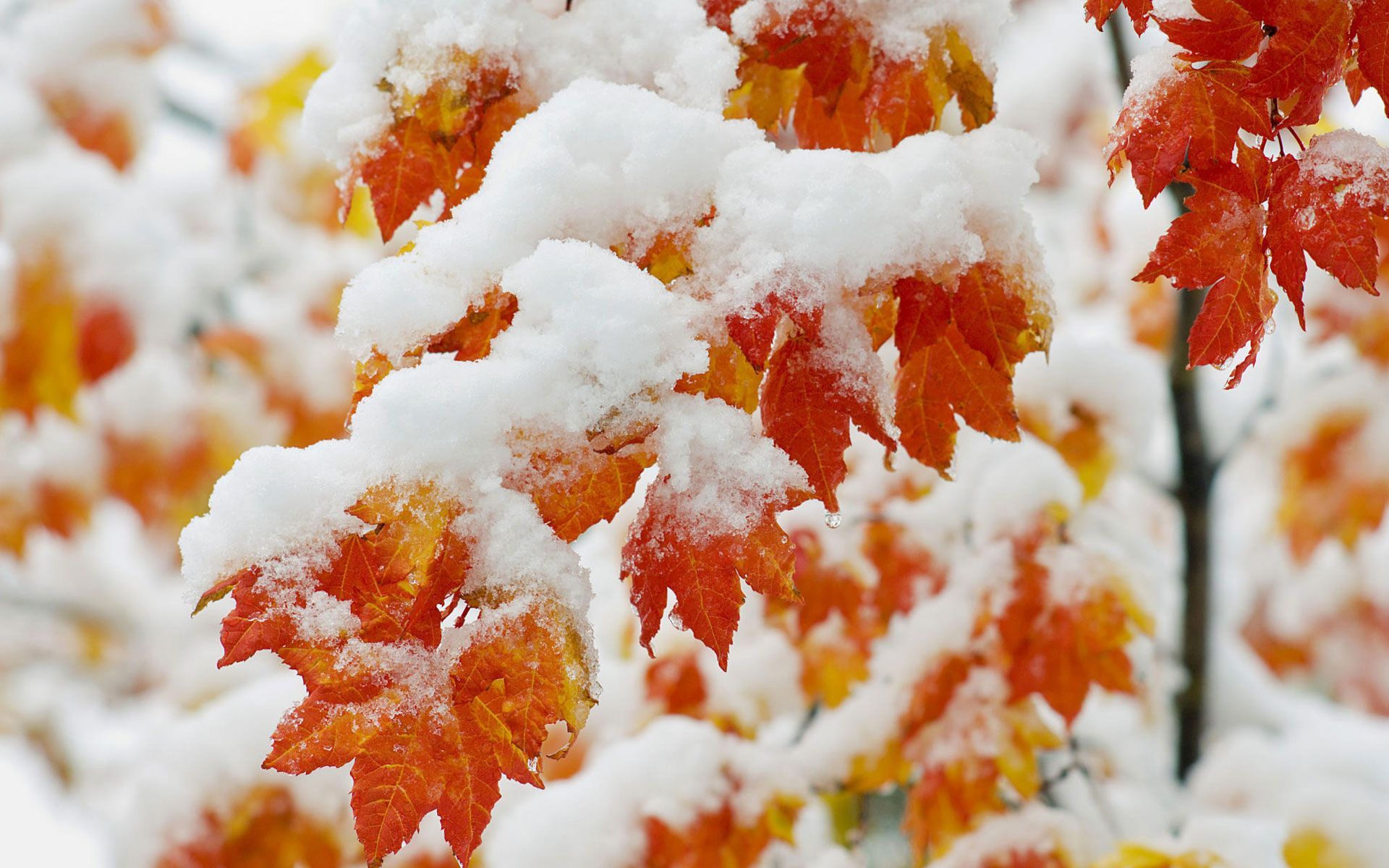 an early snow in Autumn. Mint green winter, Winter pastels, Snowfall wallpaper