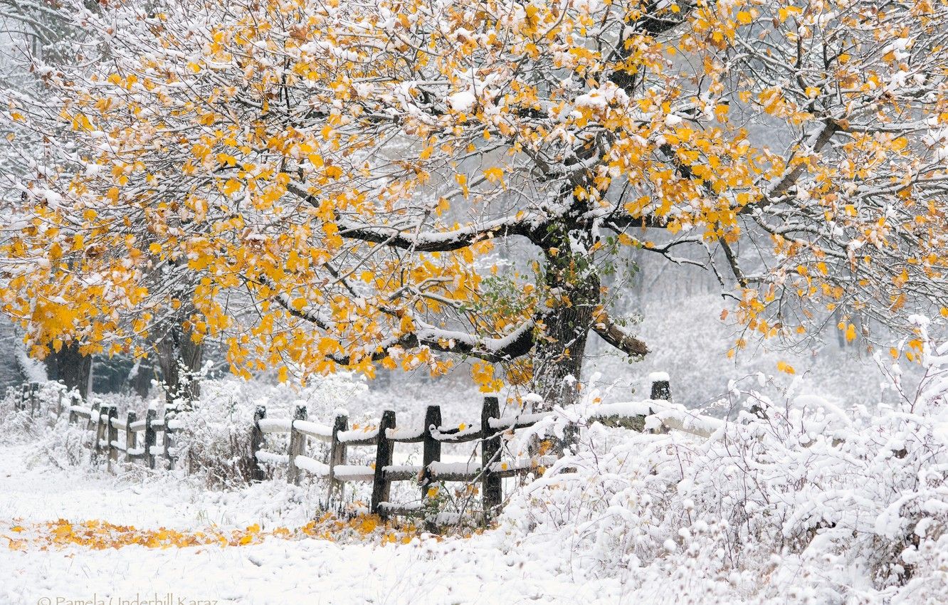 Wallpaper winter, autumn, snow, tree, the fence, Nature, yellow foliage image for desktop, section природа
