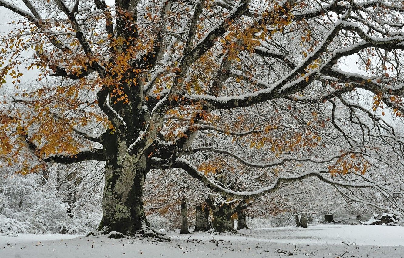 Wallpaper autumn, snow, nature, tree image for desktop, section природа