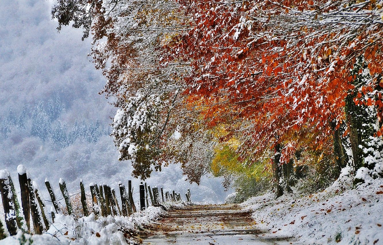Wallpaper autumn, snow, nature, France, November image for desktop, section природа