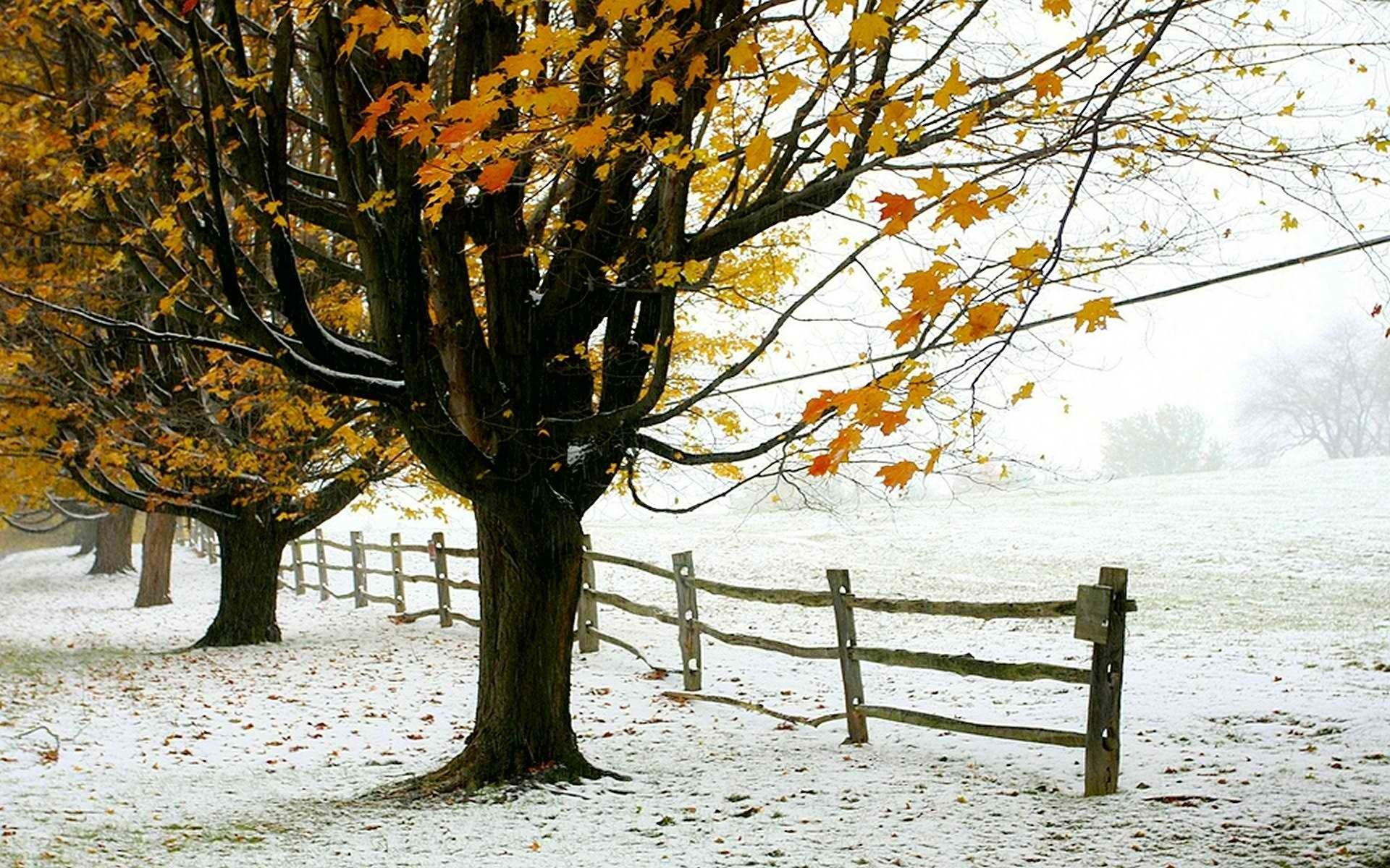 winter, Trees, Foliage, The, First, Snow, Fence, Autumn Wallpaper HD / Desktop and Mobile Background
