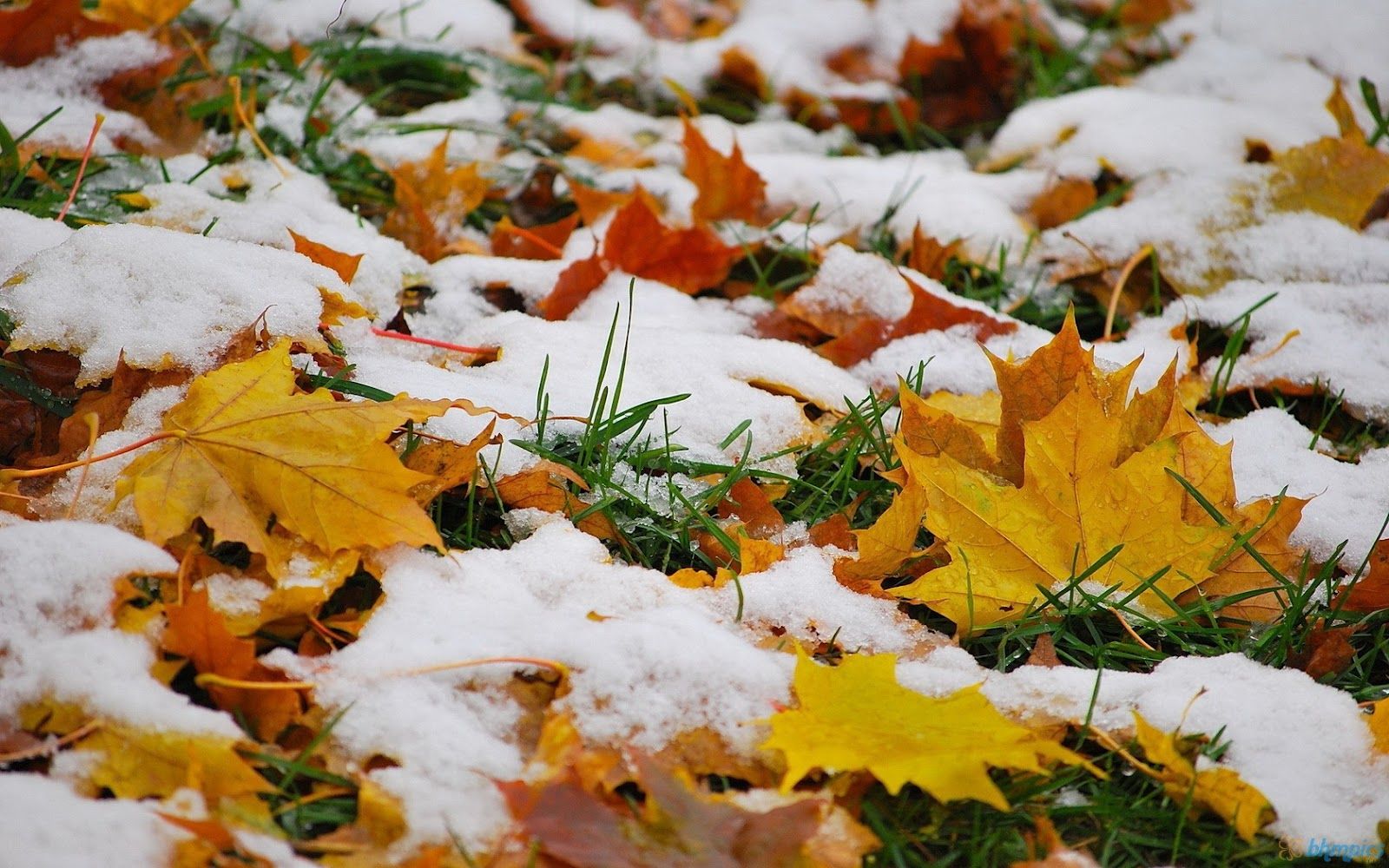 Free Best Pics: Snow On Autumn Leaves Wallpaper