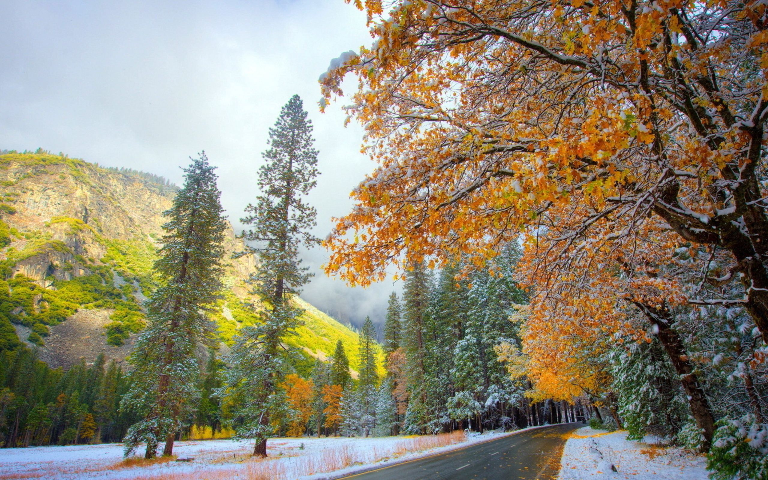 autumn, winter, snow 2560x1600 Resolution Wallpaper, HD Nature 4K Wallpaper, Image, Photo and Background