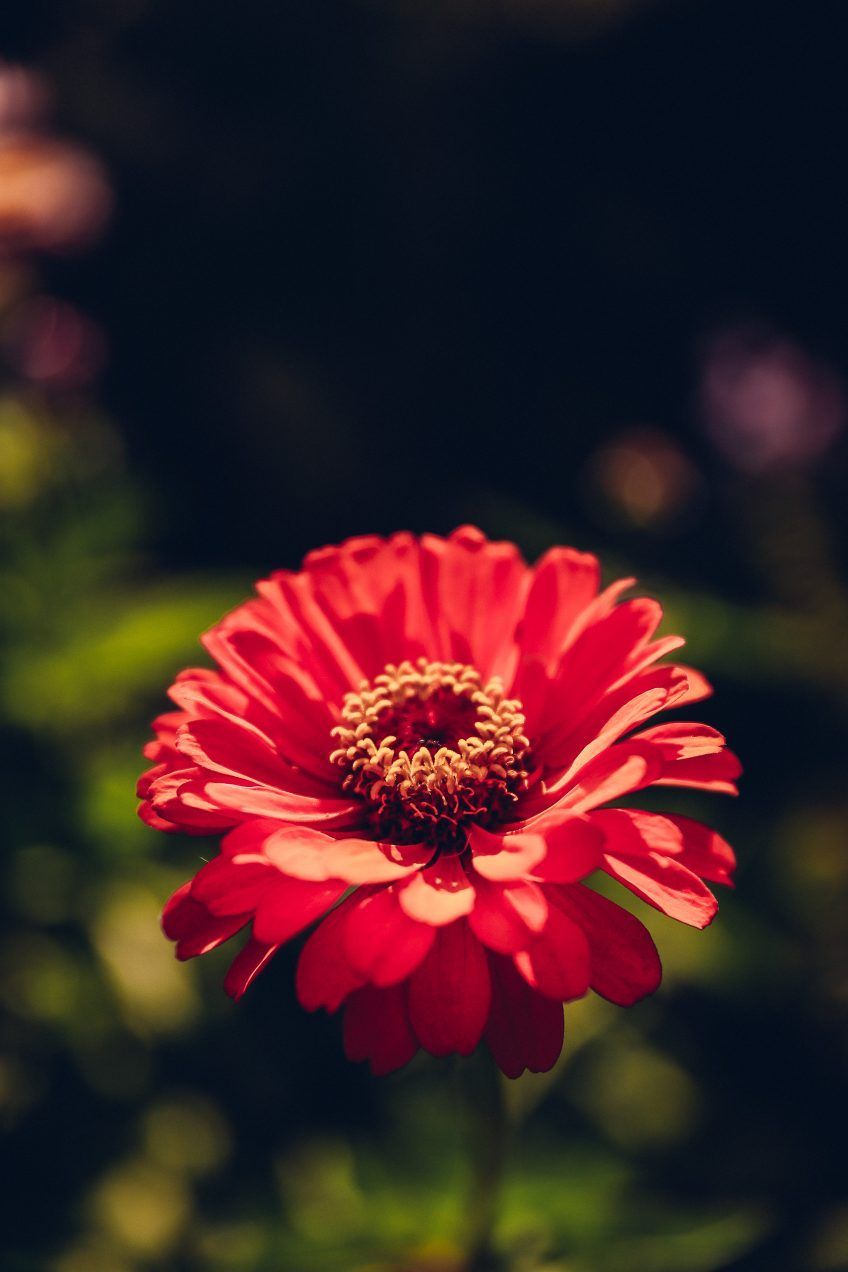 Napa Valley - Favorite Winery. VivaLuxury. Beautiful flowers wallpaper, Winery, Napa valley