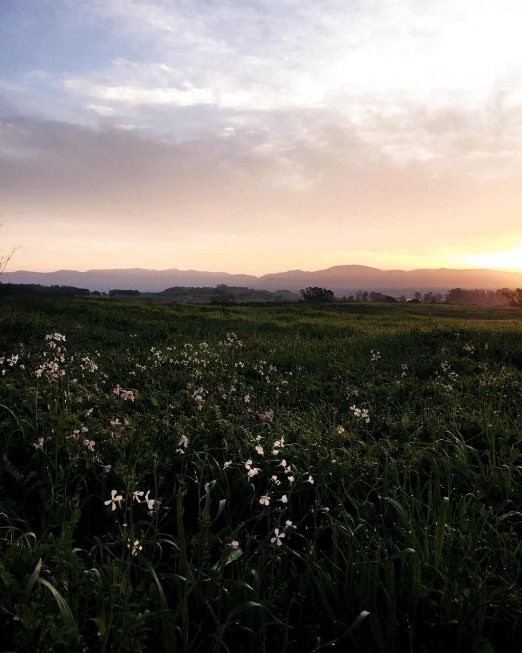 Morning light in Napa Valley #goodmorning #sunrise #napavall. Nature aesthetic, Nature photography, Beautiful nature