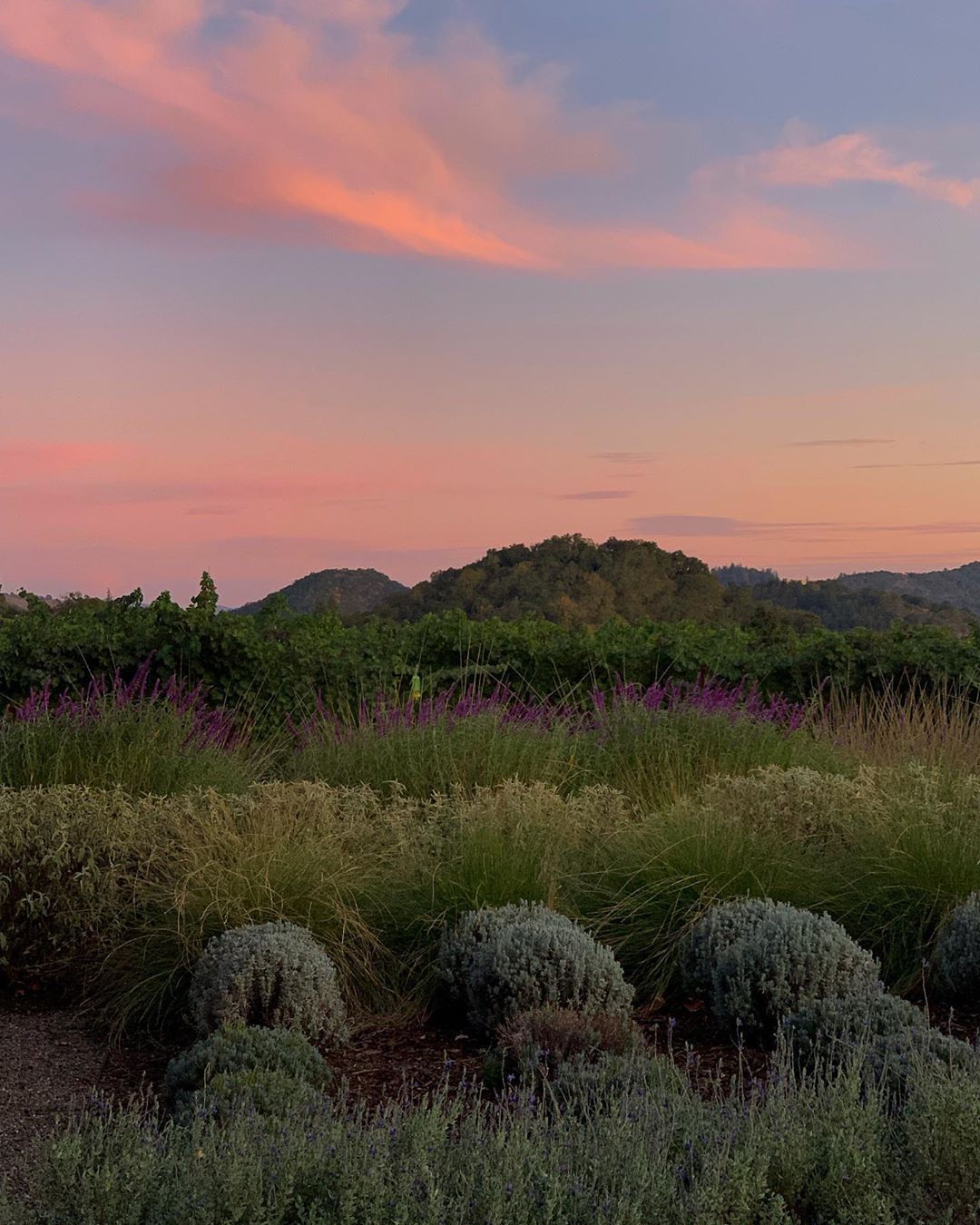 travel #inspiration #california Aimee Song on Instagram: “Californian sunsets with no filter. I'm currently in Napa Va. Scenery, Pretty places, Places to travel