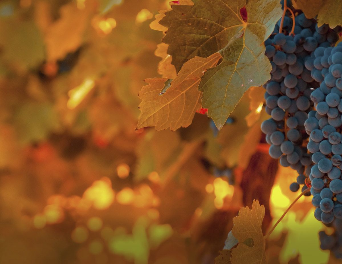 Napa Valley Lodge. Yountville Dining and Restaurants. Napa Valley Hotel. Grapes, Fruit wallpaper, Grape bunch