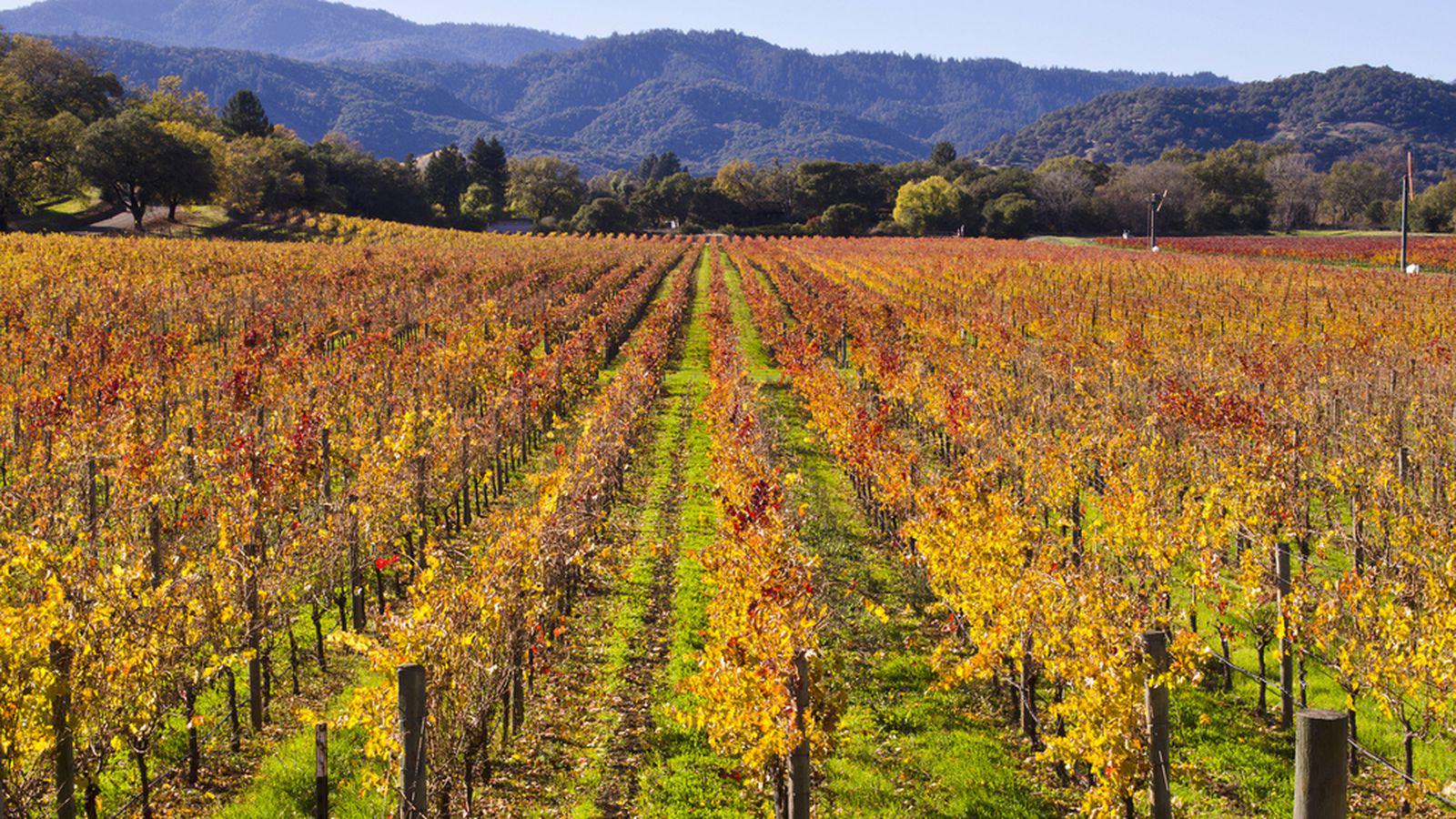 Early Morning Vineyard and town in Napa Valley Californiax900 s, widescreen, bright Gladys Munoz