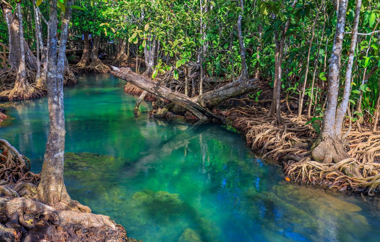 Wallpaper forest, lake, river, forest, tropical, landscape, beautiful, lake, tree, tropical, mangrove, emerald, mangrove image for desktop, section пейзажи
