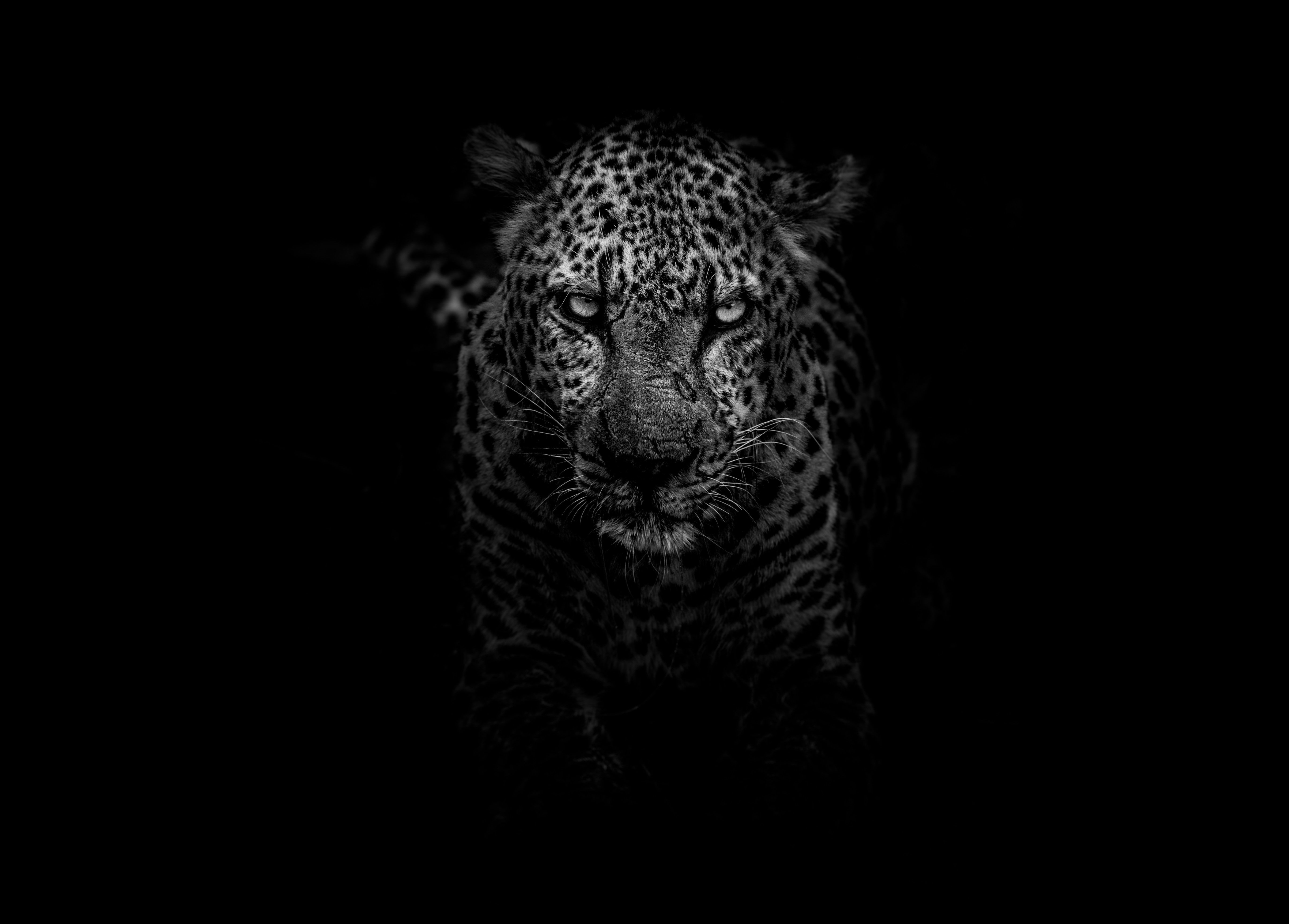 Free download leopard animals dark HD monochrome black and white 4k 5k 5K [5498x3940] for your Desktop, Mobile & Tablet. Explore White And Black Animals Wallpaper. White And Black