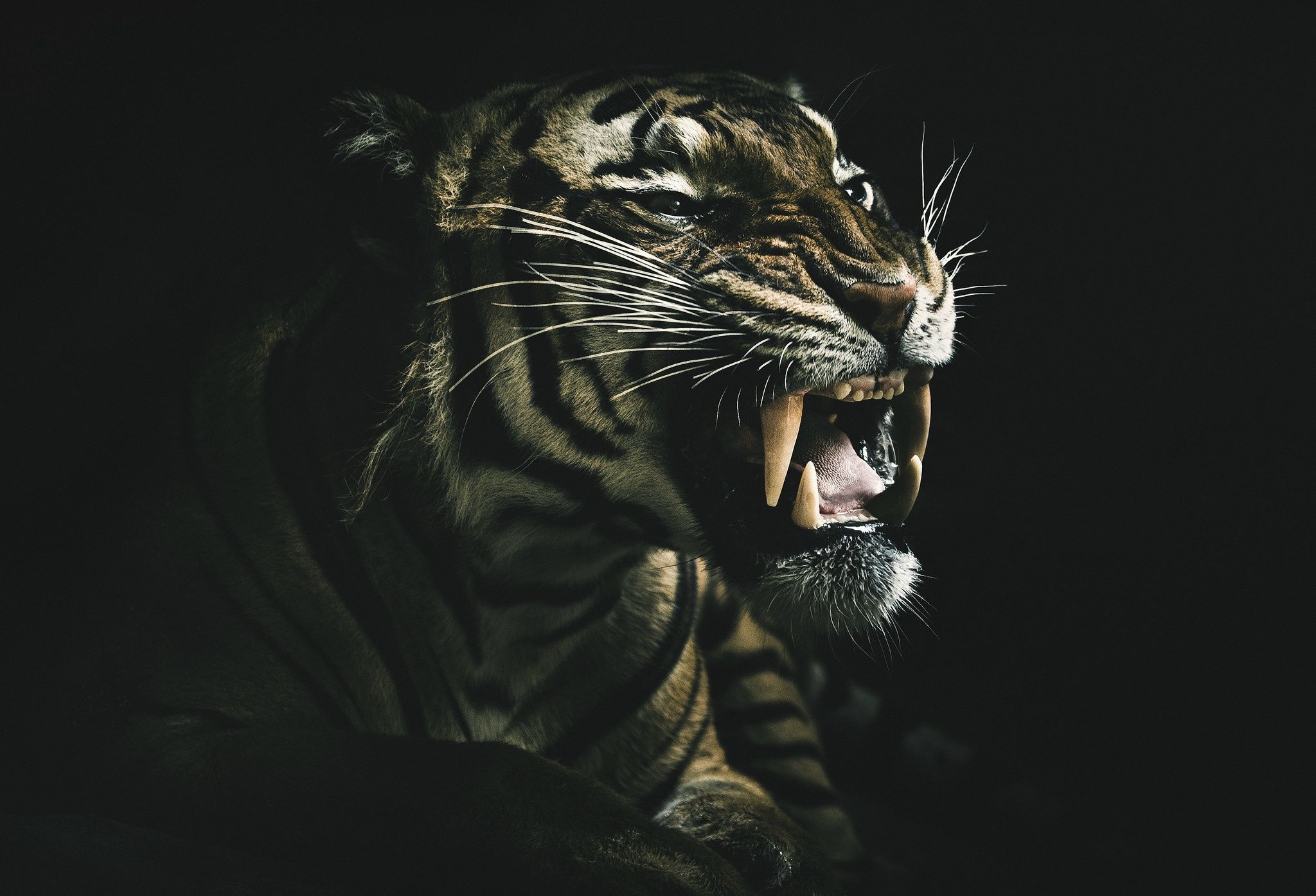teeth, Dark, Animals, Tiger Wallpaper HD / Desktop and Mobile Background