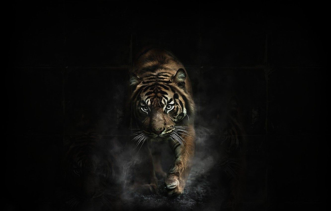 Wallpaper Dark, Tiger, Animal image for desktop, section кошки