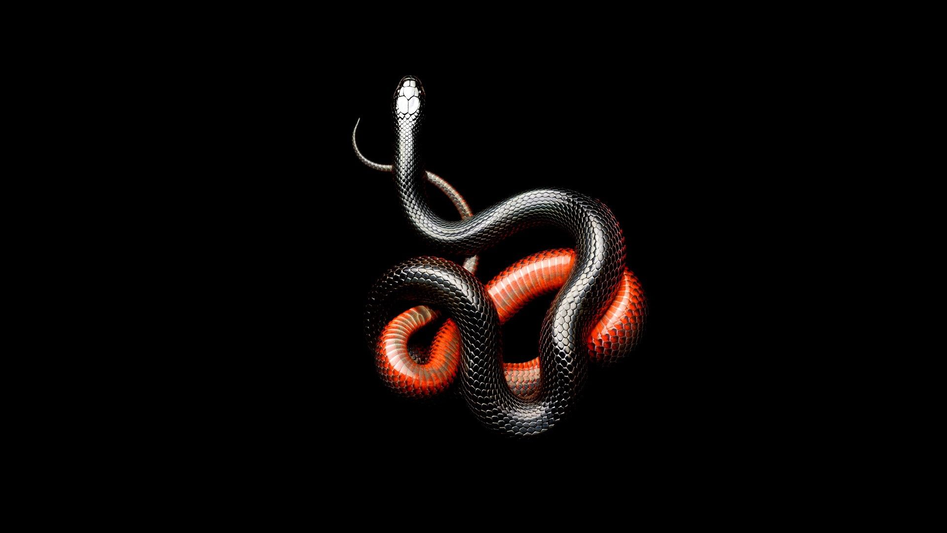 1920x1080 snake black dark animals wallpaper JPG 159 kB. Animals wallpaper and background. Mocah.org HD Wallpaper