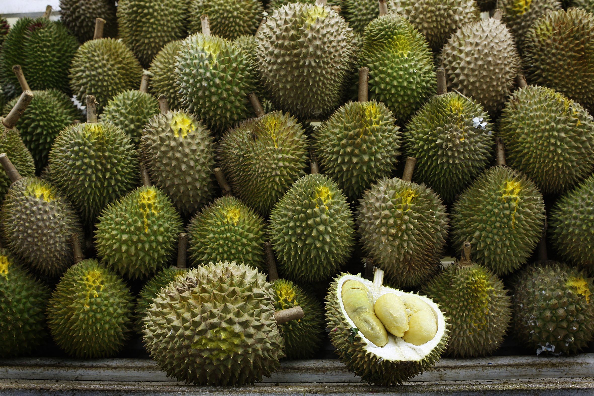 Durian Wallpaper Tropical Fruit, Download Wallpaper