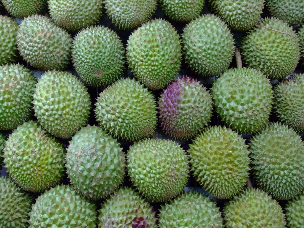 Durian