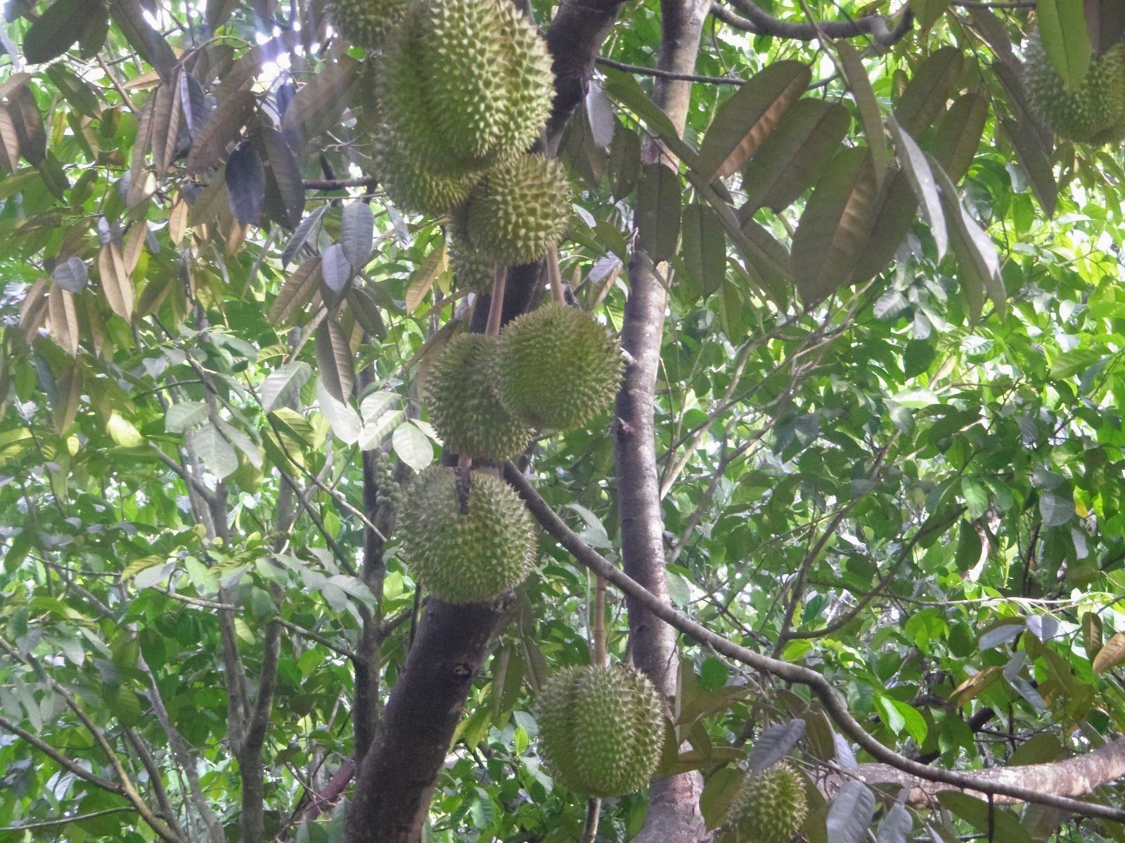 Durian Plantations Durian Fruit Tree