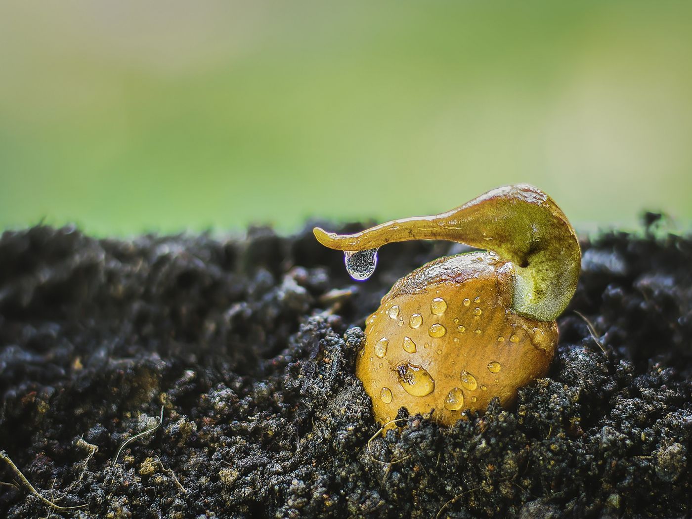Desktop Wallpaper Durian Seed, Water Drops, Soil, HD Image, Picture, Background, 9yksq8