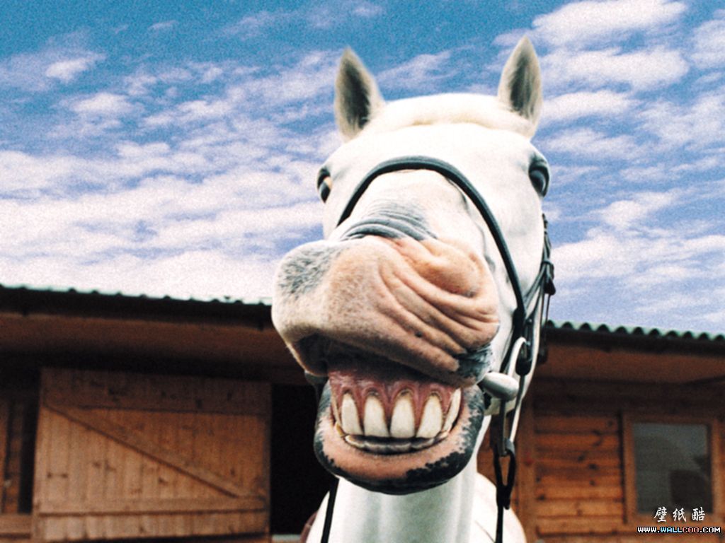 Celebrity Wallpaper: Funny Farm Animals. Funny animal photo, Horse smiling, Funny horse