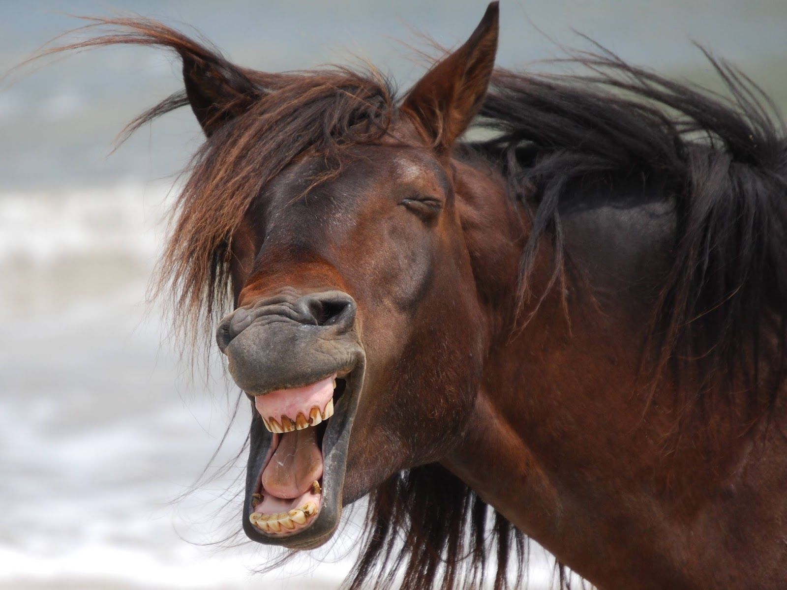 Funny Horse HD Wallpaper. Funny horse picture, Laughing animals, Funny horse videos