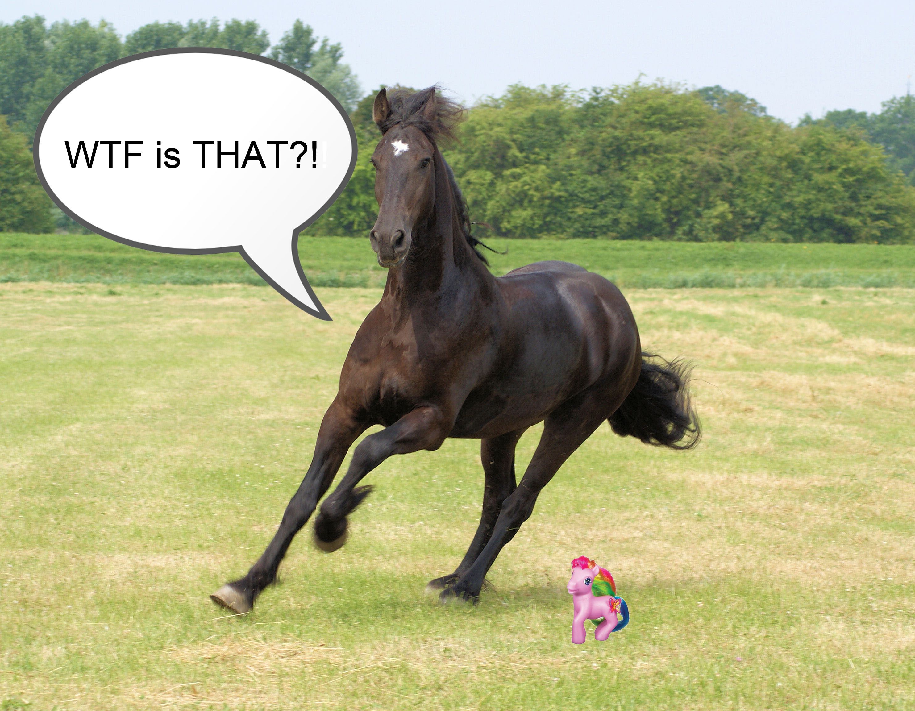Funny Horse Picture With Captions Gallery 1035 - Funny Horse Wallpaper